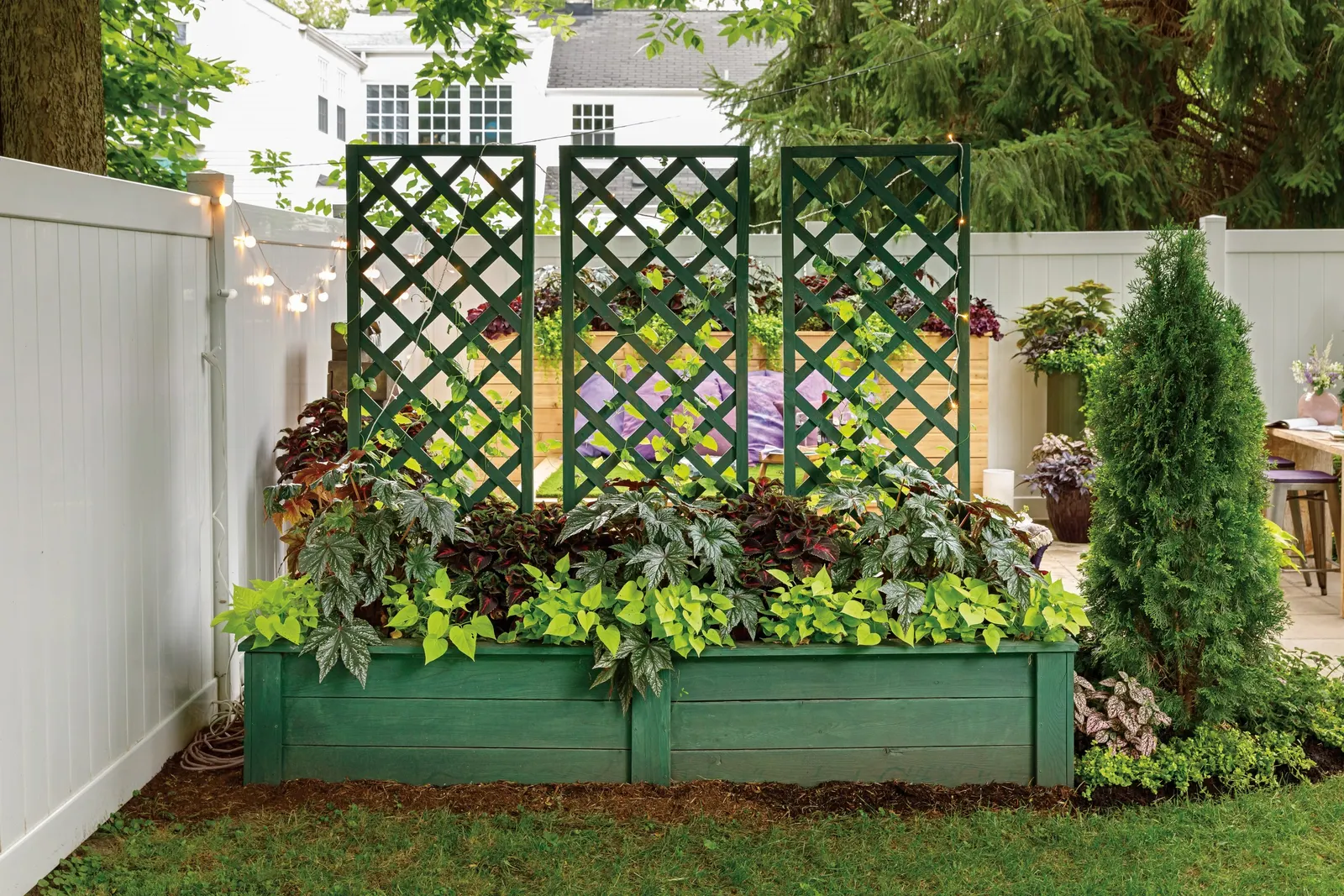 Lime Sweet Potato Vine (Ipomoea) — Average, well-drained soil is suitable, and maintenance is refreshingly easy, with no deadheading required