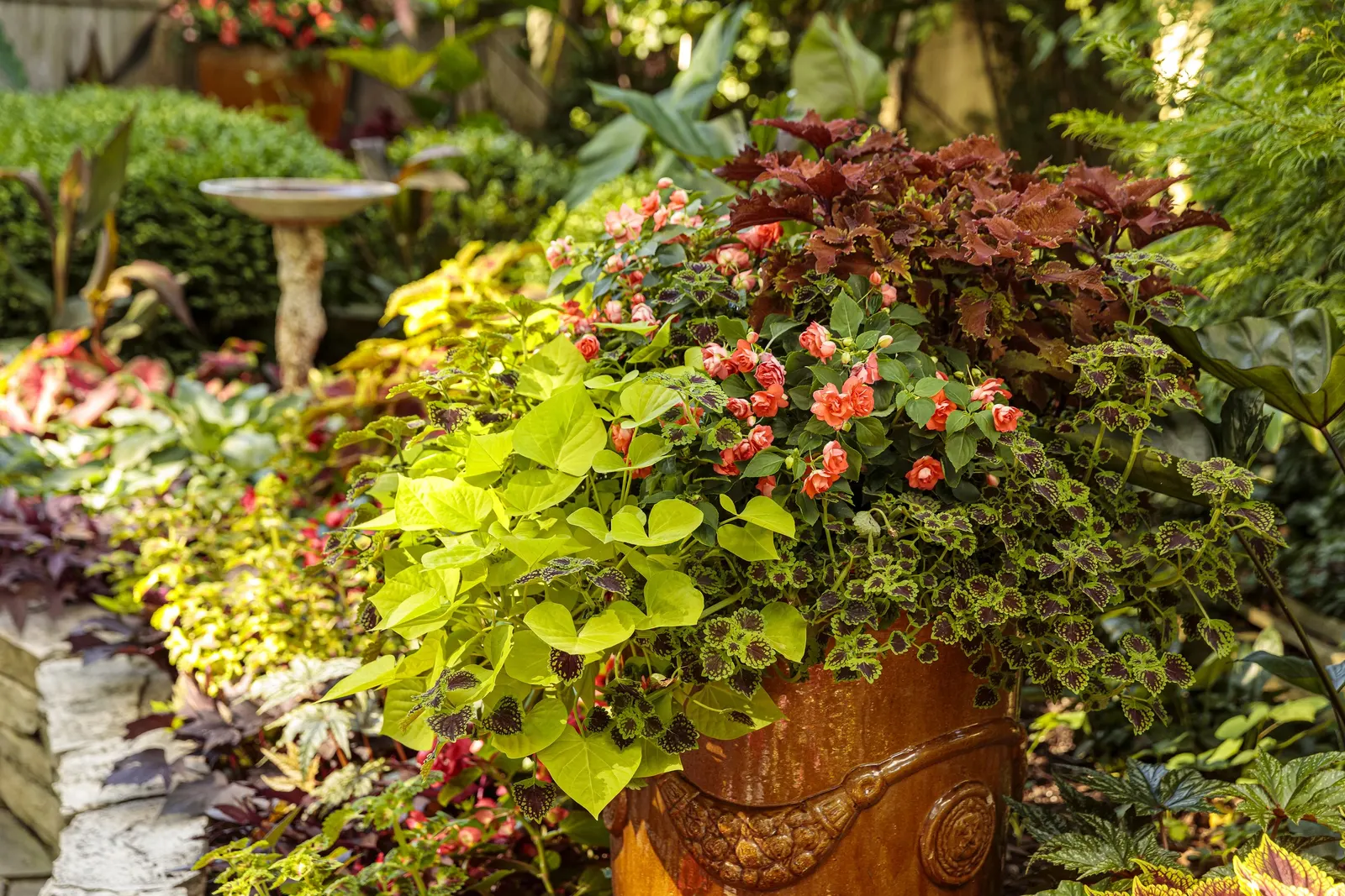 Limelight Panicle Hydrangea (Hydrangea paniculata) — to screen off air conditioners; you can use ' Limelight ' hydrangea just about any way you can, image 87