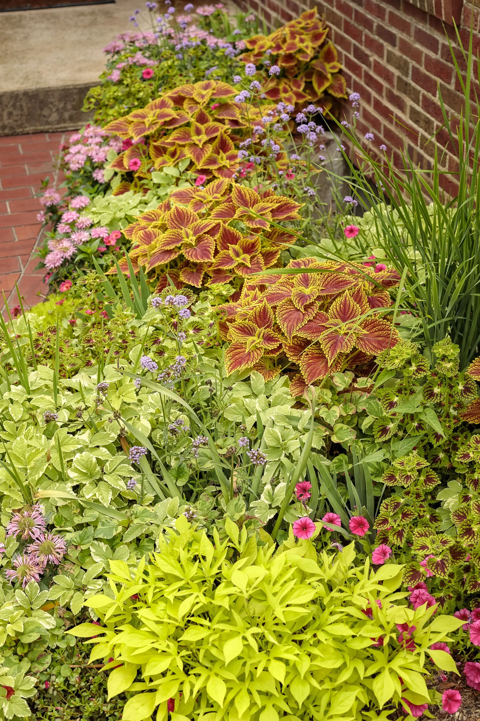Golden Dreams™ Coleus (Coleus scutellarioides) — give it more sun while keeping the soil evenly watered; in very low-humidity climates; a bright, image 92