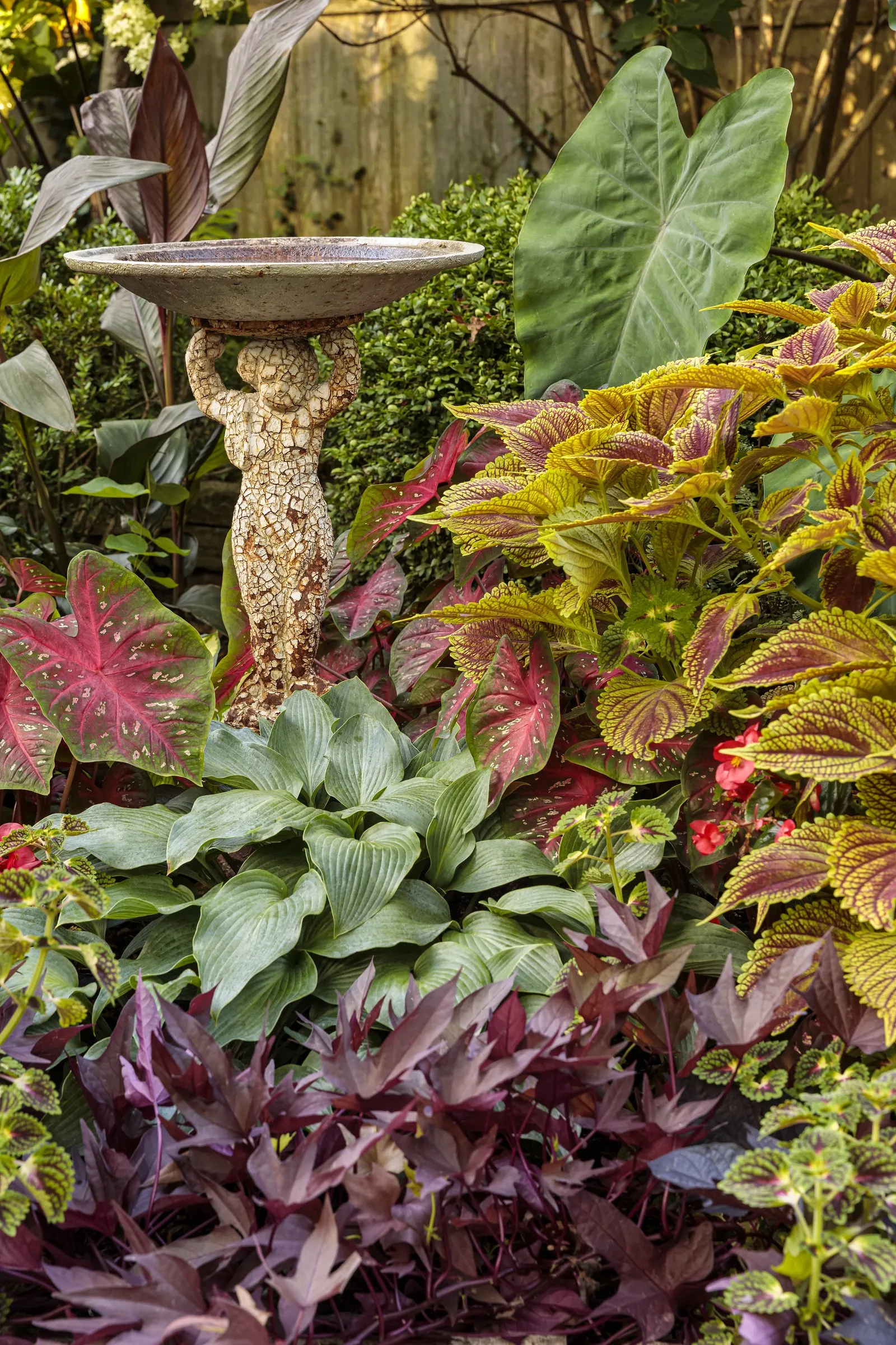 Red Hawk™ II Ornamental Sweet Potato Vine (Ipomoea) — is a richly colored annual foliage plant from the Proven Winners® collection; this selection, image 101