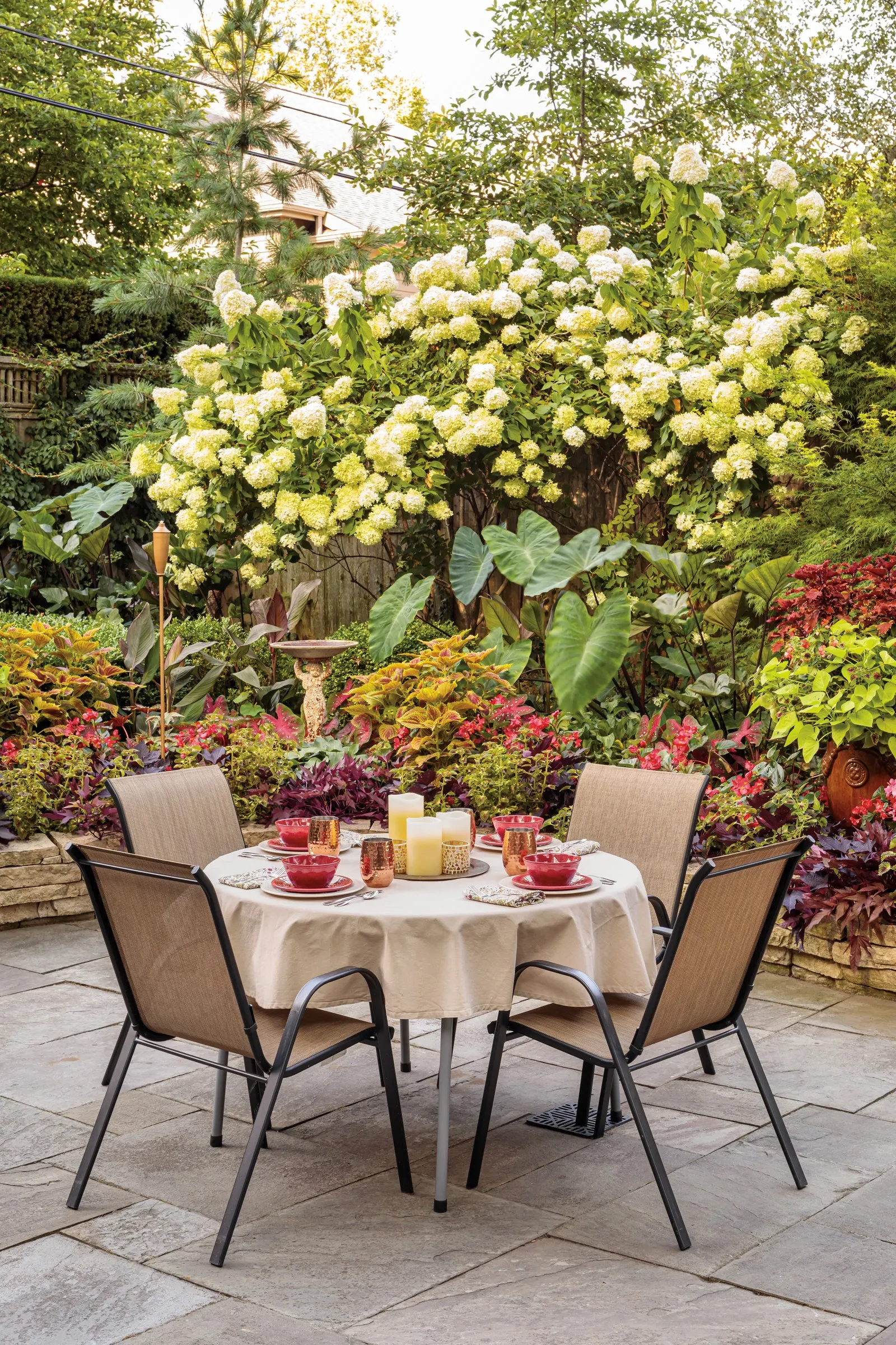 Limelight Panicle Hydrangea (Hydrangea paniculata) — even in cold climates - winter doesn't faze it at all.