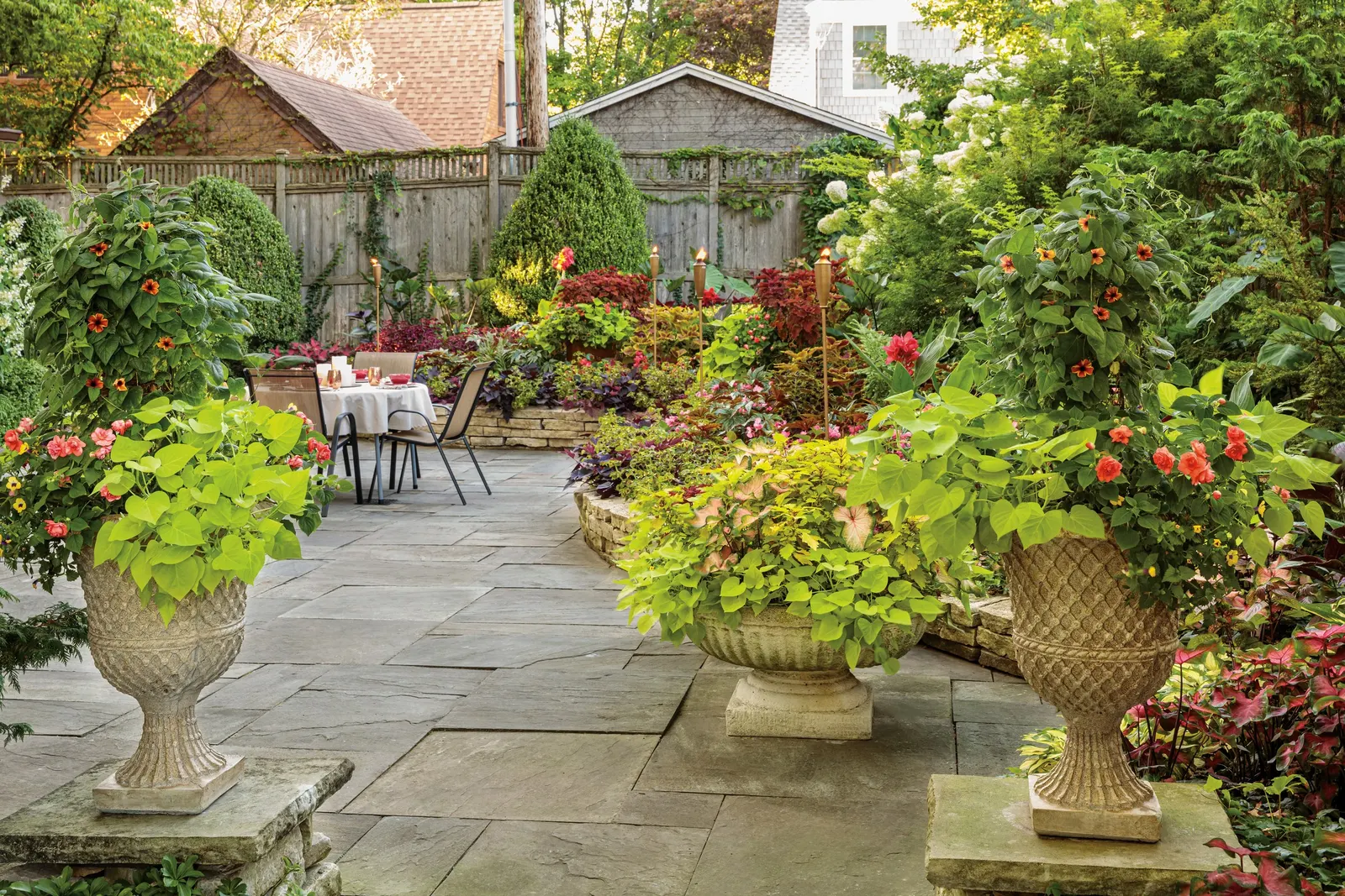 Limelight Panicle Hydrangea (Hydrangea paniculata) — hydrangea paniculata also makes an excellent cut flower