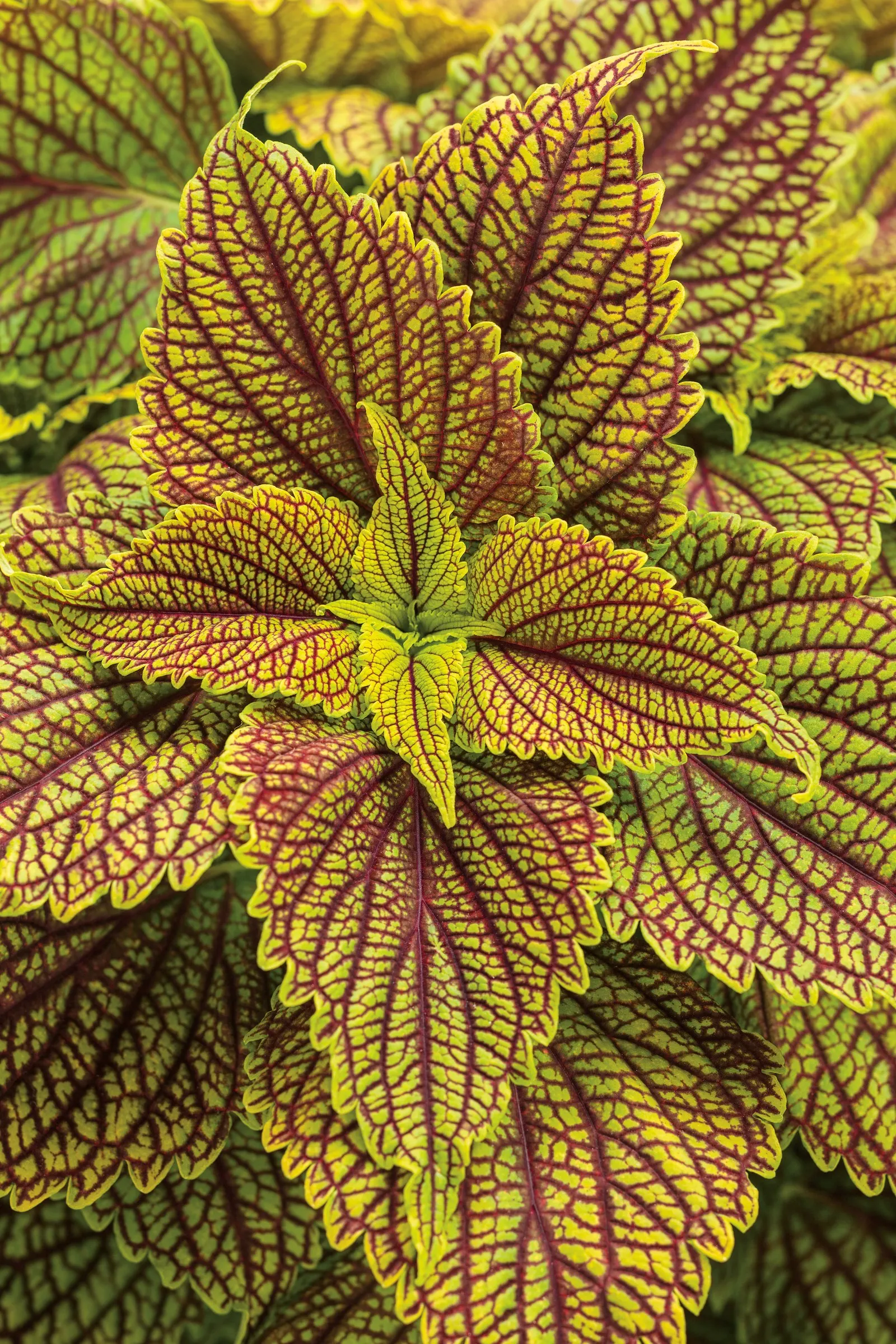 Golden Dreams™ Coleus (Coleus scutellarioides) — Best color develops in sun; afternoon shade helps protect the foliage from stress, image 140