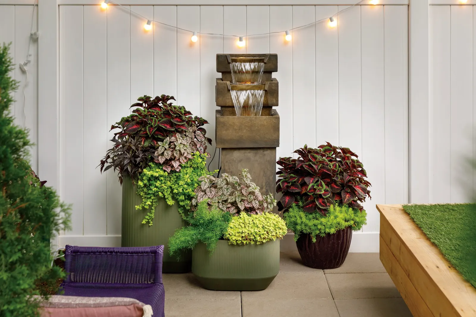 Golden Dreams™ Coleus (Coleus scutellarioides) — The Coleus scutellarioides is a vigorous annual foliage plant; best color develops in sun