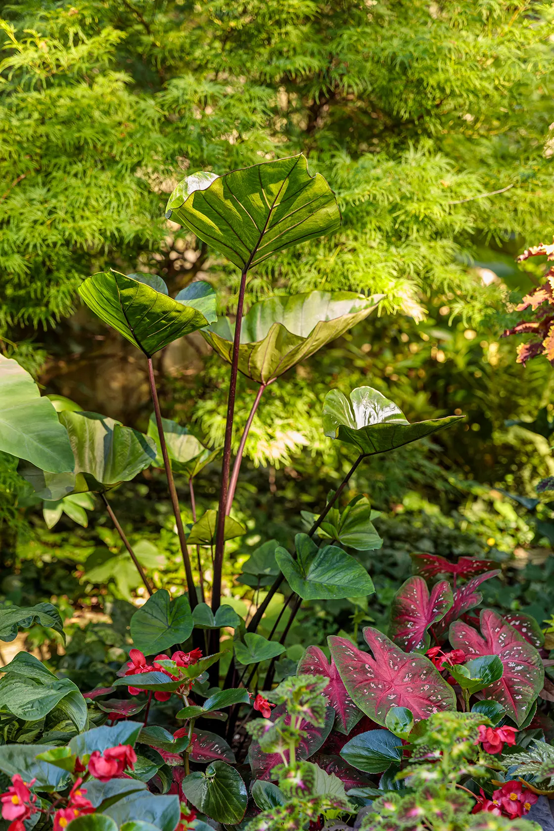 Golden Dreams™ Coleus (Coleus scutellarioides) — or a glowing mass in beds and borders; it grows upright to 24-40 inches tall and 18-36 inches wide, image 132