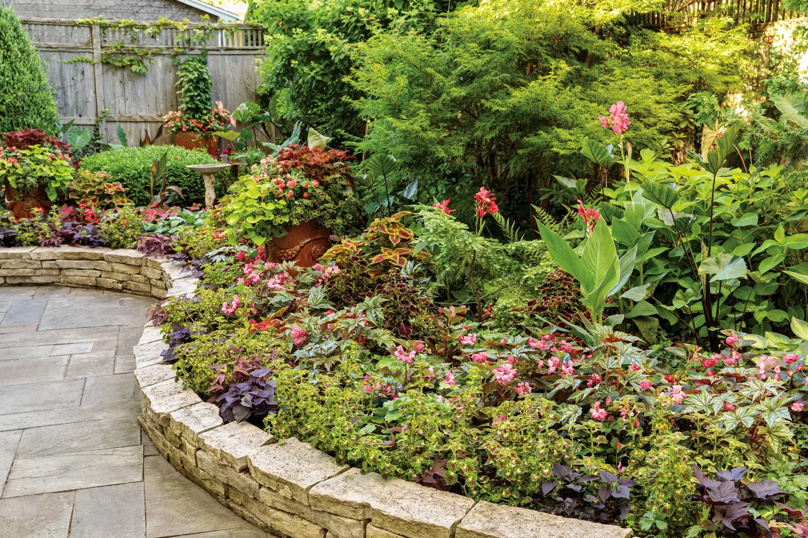 Velveteen® Coleus (Coleus scutellarioides) — Hardy in USDA Zones 10a-11b; and incorporate compost or a balanced fertilizer to encourage lush growth, image 91