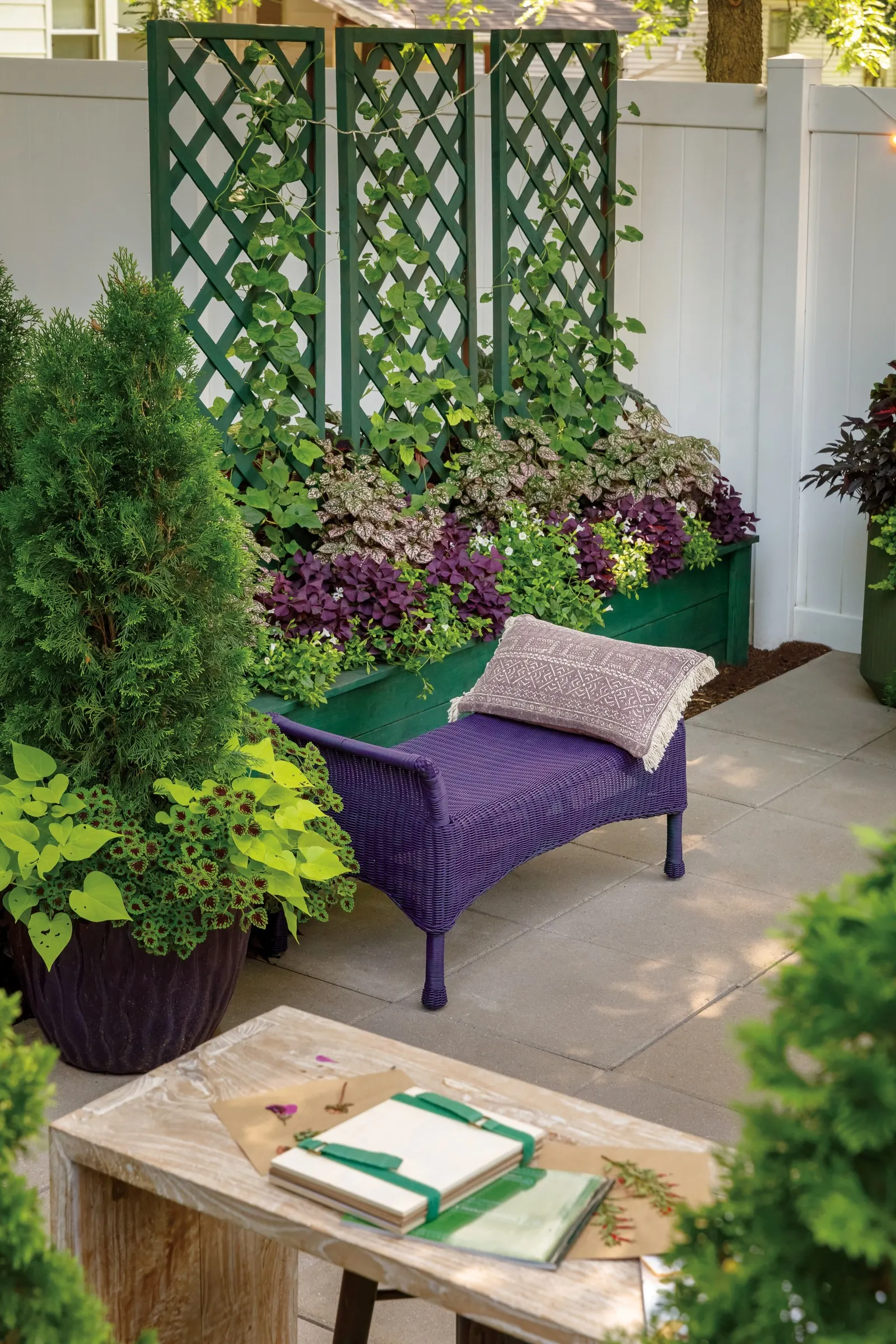 North Pole® Arborvitae (Thuja occidentalis) — where its foliage stays dense and richly colored