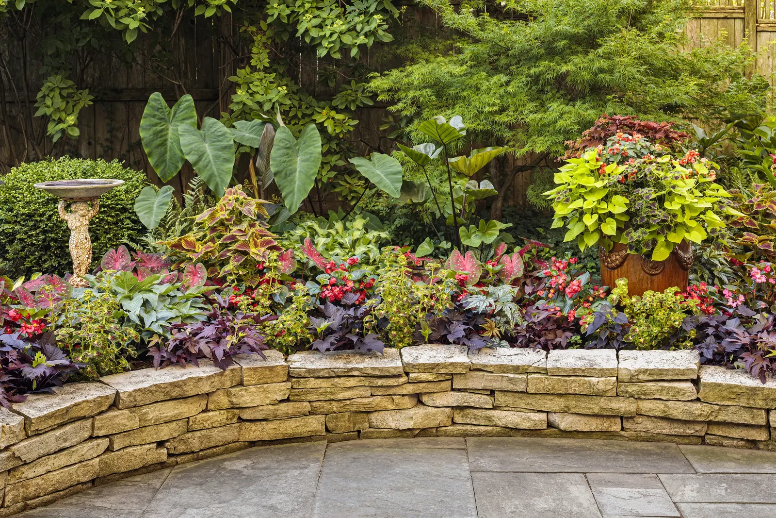 Wicked Hot® Coleus (Coleus scutellarioides) — Hardy in USDA Zones 10a-11b