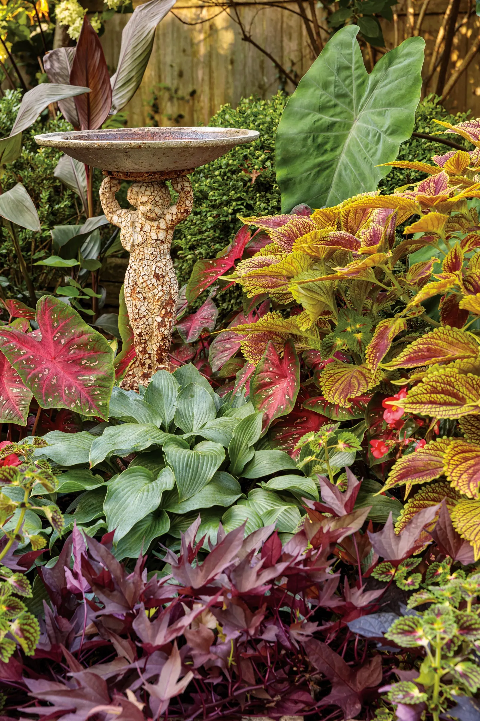 Red Hawk™ II Ornamental Sweet Potato Vine (Ipomoea) — commonly referred to as Red Hawk™ II Ornamental Sweet Potato Vine; it reaches 6-16 inches, image 100