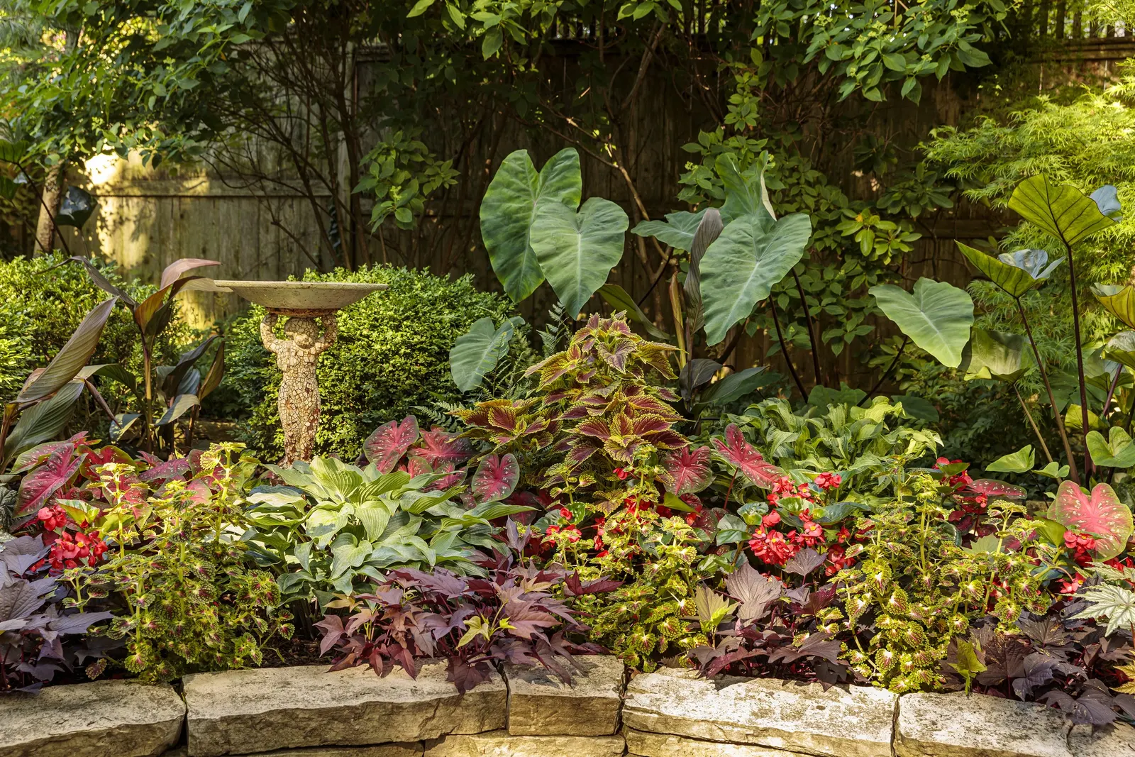Velveteen® Coleus (Coleus scutellarioides) — or soft lavender companions; though its richest color is best supported by consistent moisture and, image 70