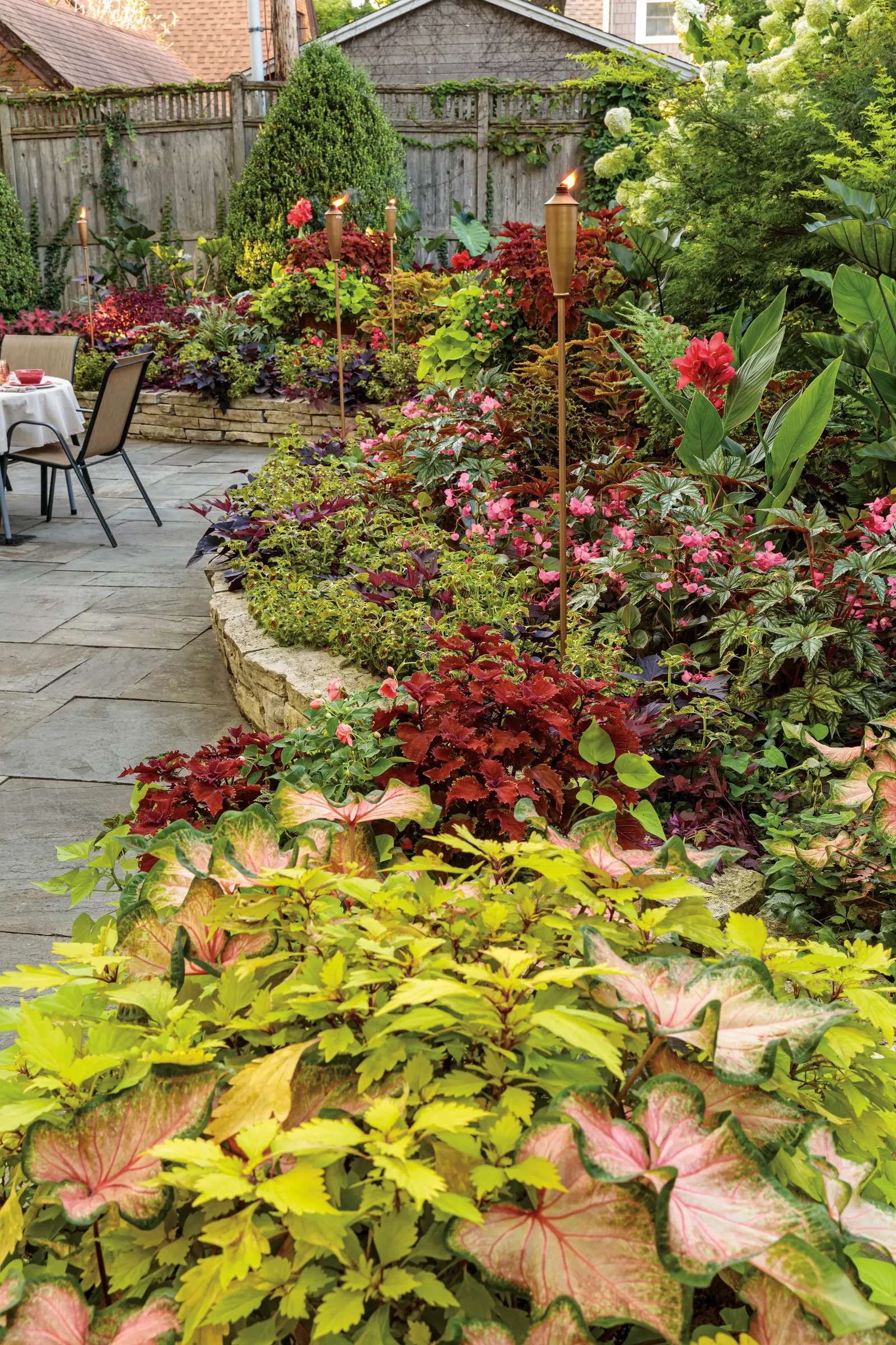 Strawberry Drop Coleus (Coleus scutellarioides) — Bring Plants indoors before frost damages foliage 3