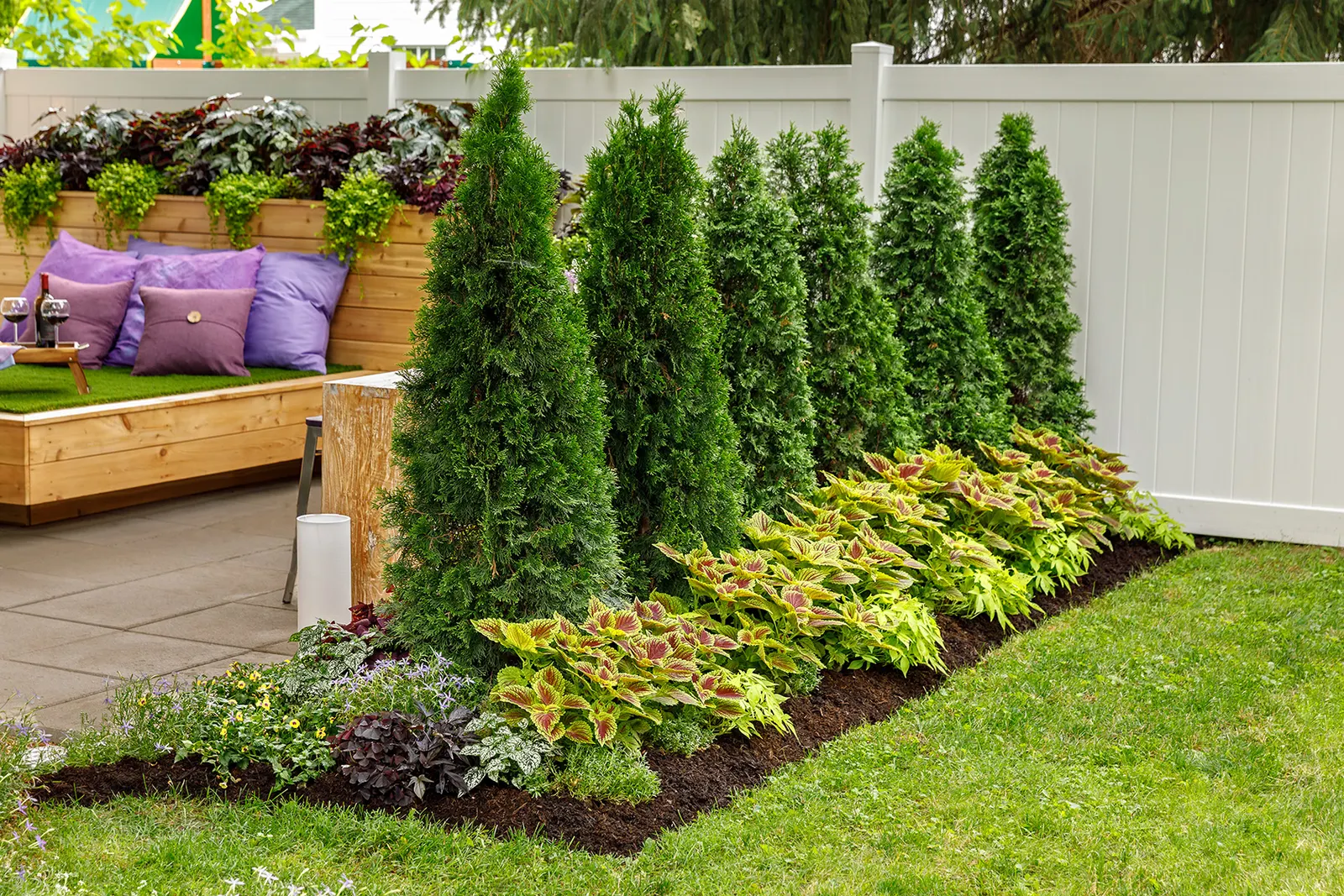 Raven™ II Ornamental Sweet Potato Vine (Ipomoea batatas) — making it an excellent choice for summer displays that need reliable foliage through the, image 47