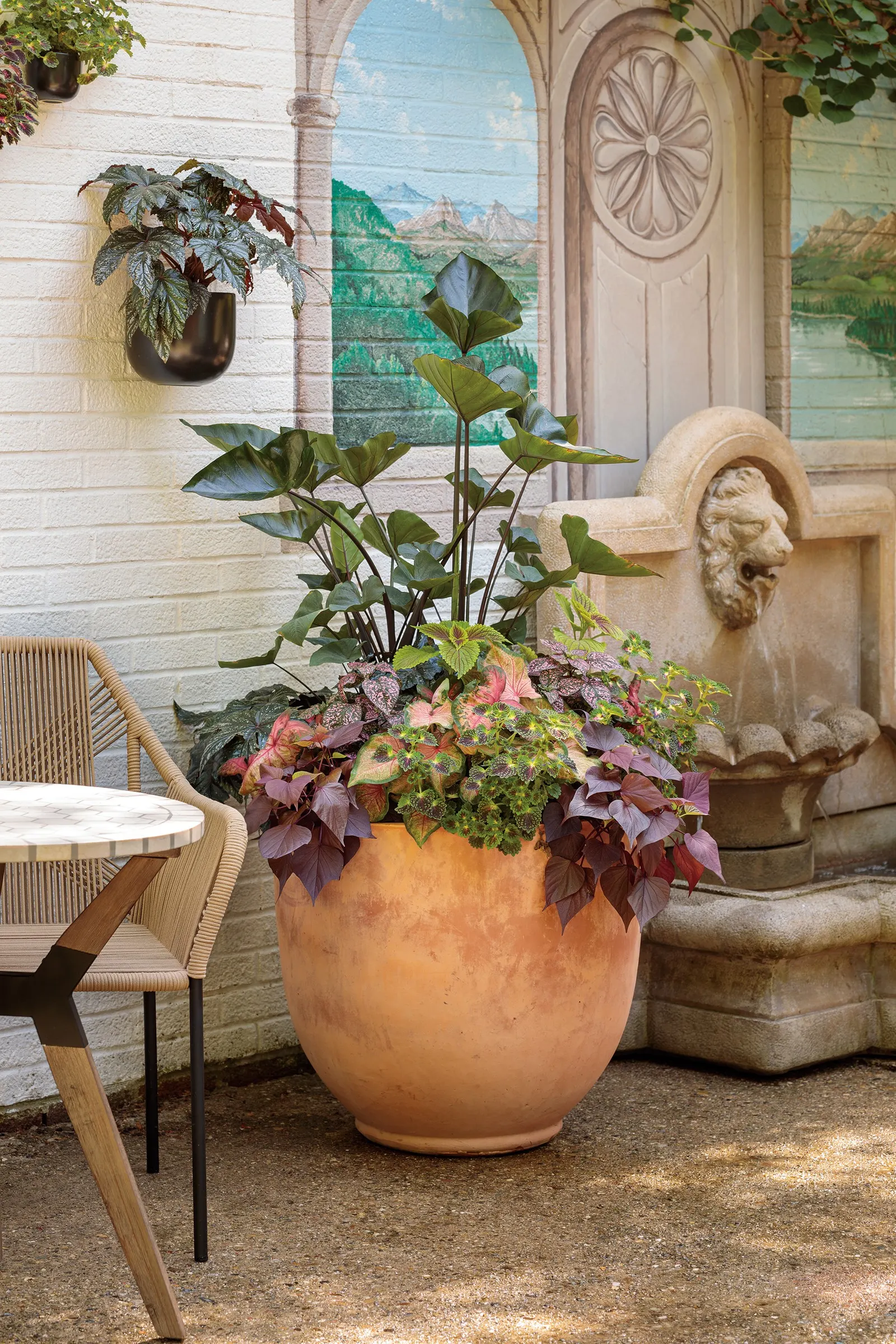Mahogany™ Ornamental Sweet Potato Vine (Ipomoea batatas) — commonly referred to as Mahogany™ Ornamental Sweet Potato Vine
