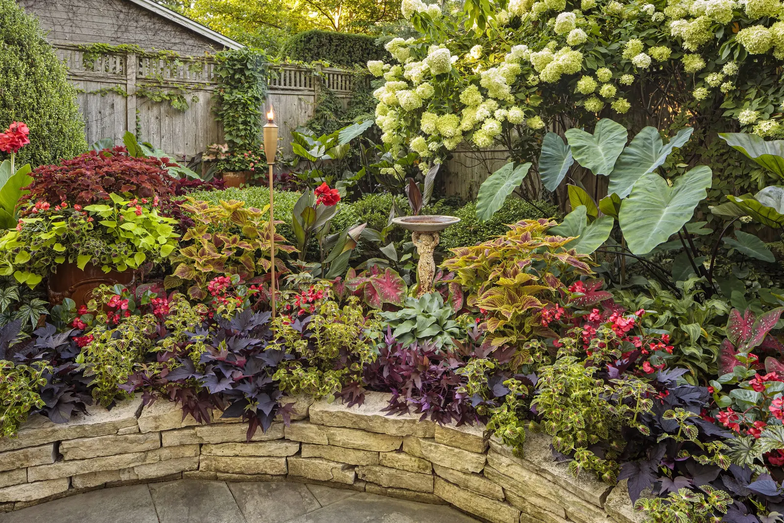 Limelight Panicle Hydrangea (Hydrangea paniculata) — The blooms age to an array of pink; and burgundy which persists through frost for months of, image 84