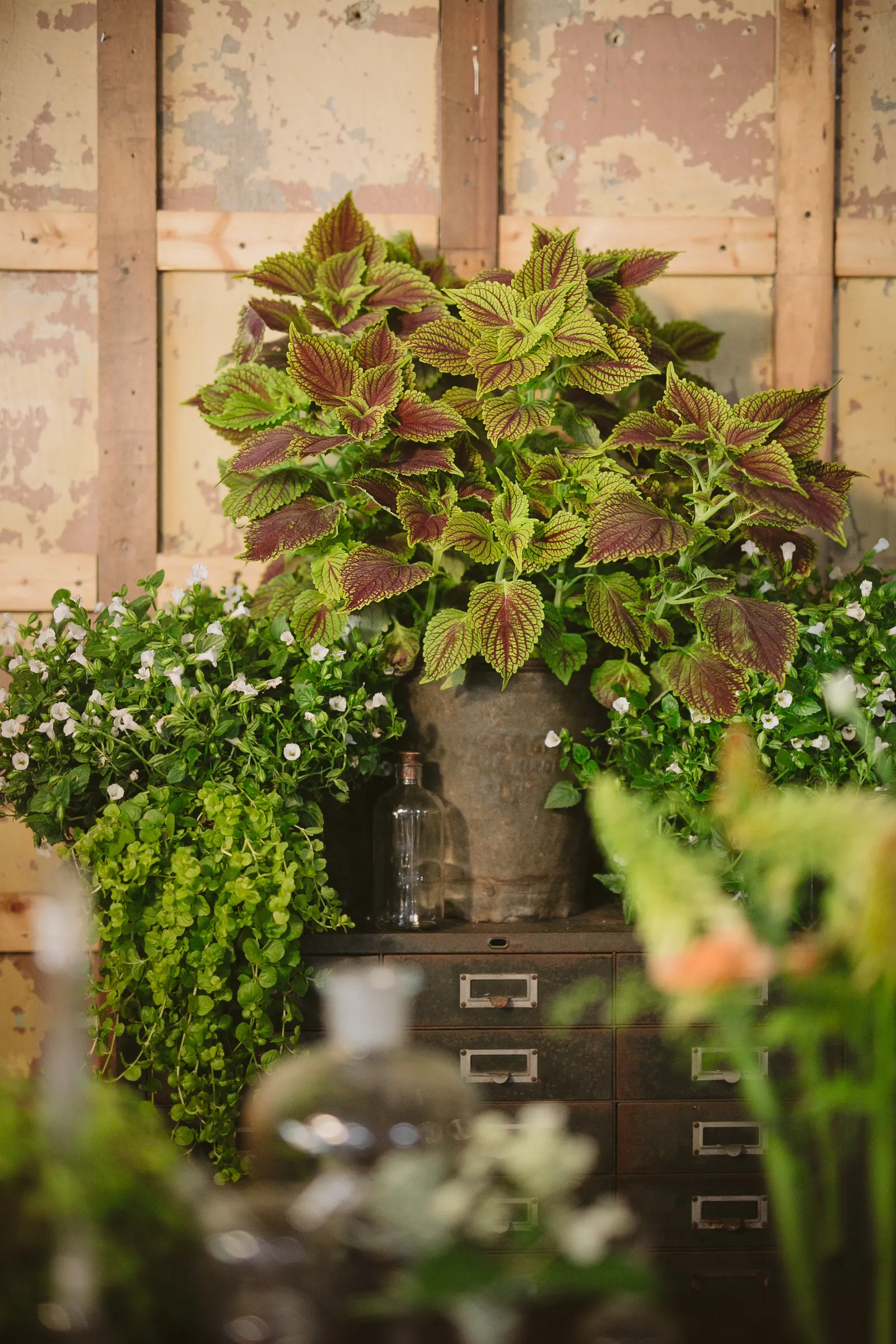 Golden Dreams™ Coleus (Coleus scutellarioides) — afternoon shade helps protect the foliage from stress; with Golden Dreams™ offering chartreuse, image 93