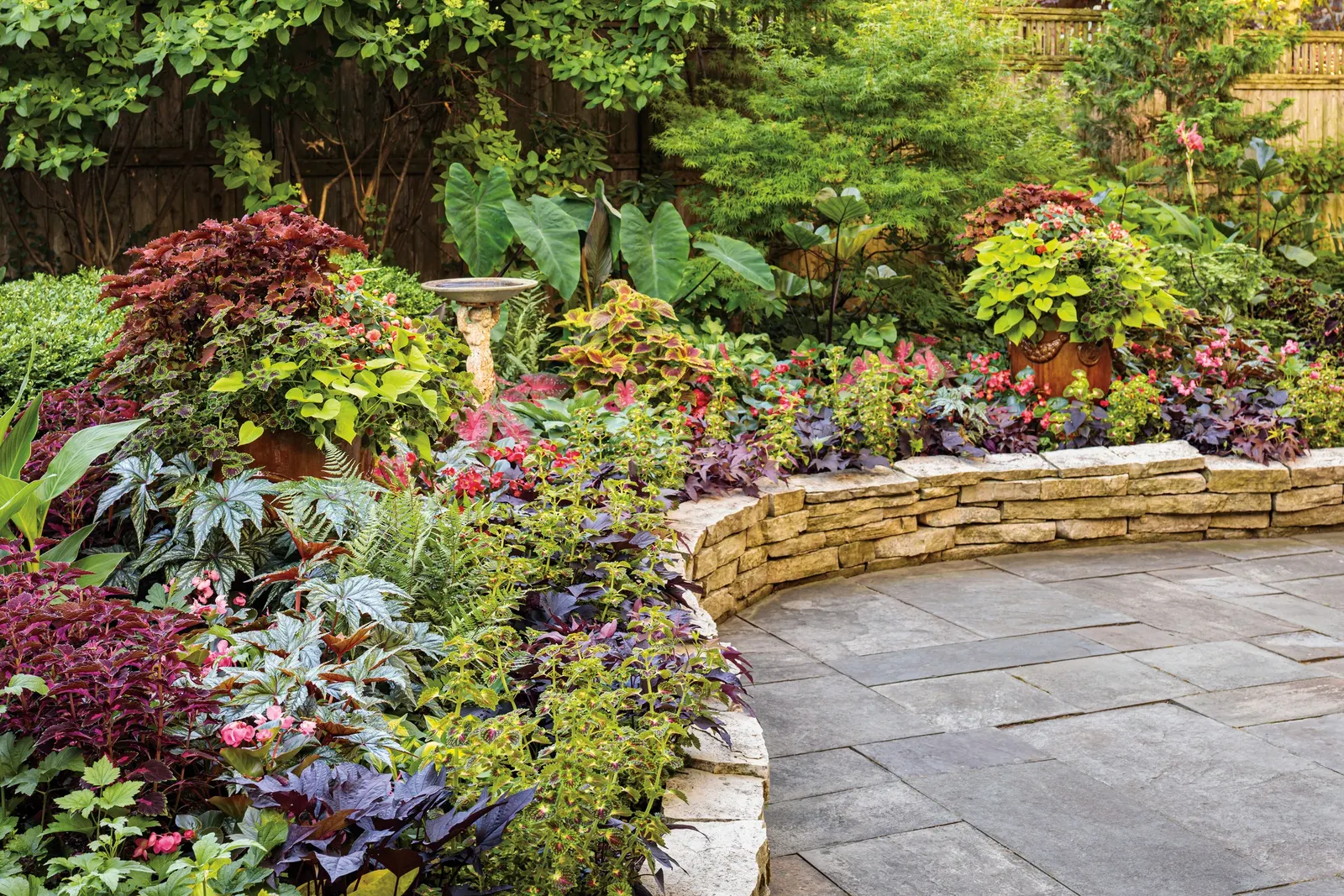 Wicked Hot® Coleus (Coleus scutellarioides) — This Proven Winners® selection grows in sun or shade with average water and well-drained soil; making it