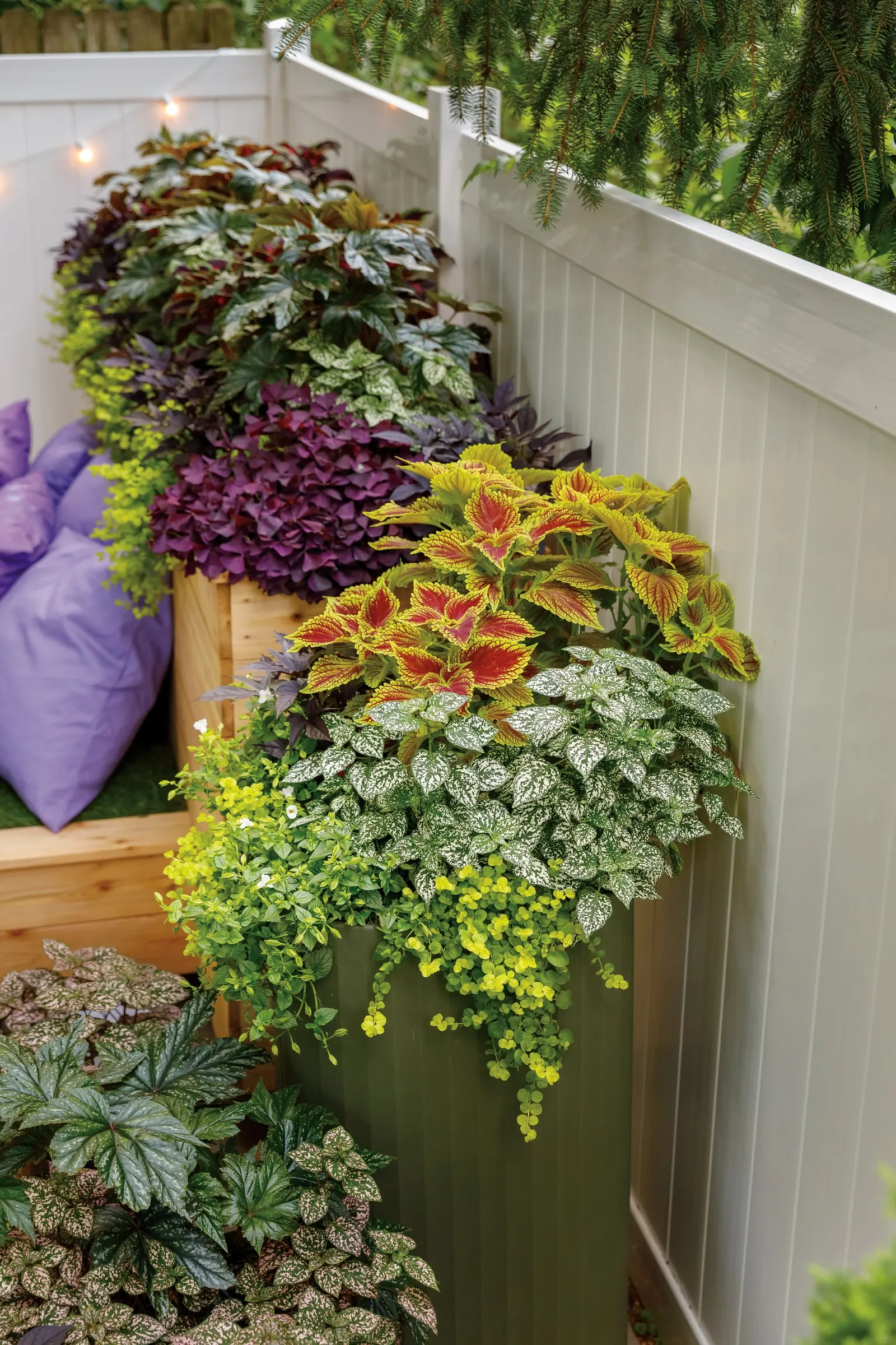 Goldilocks Creeping Jenny (Lysimachia nummularia) — Shiny golden foliage brightens any garden or container; information and resources, image 11