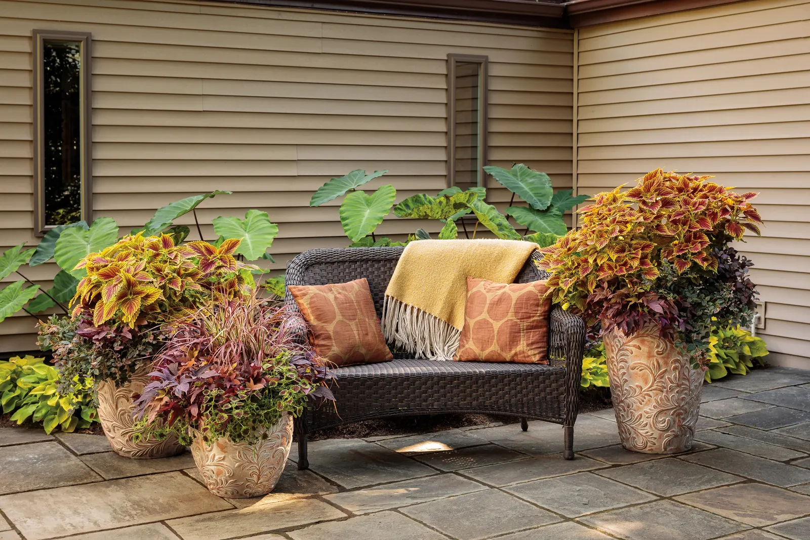 Red Hawk™ II Ornamental Sweet Potato Vine (Ipomoea) — and softens the edges of plantings; like many Ipomoeas, it loves warmth and humidity, often, image 82