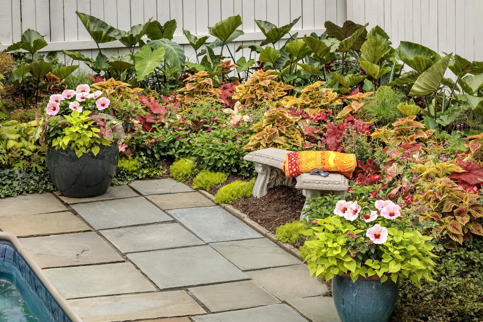 Heart and Soul Sun or Shade Caladium (Caladium hortulanum) — and intimate foreground plantings; it also works beautifully massed in shaded beds
