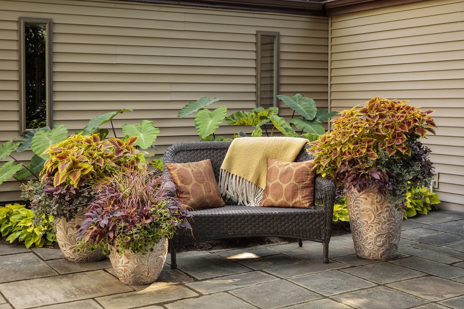 Raven™ II Ornamental Sweet Potato Vine (Ipomoea batatas) — trailing reach of 20 to 36 inches; deep purple-black leaves and lush trailing habit, image 67