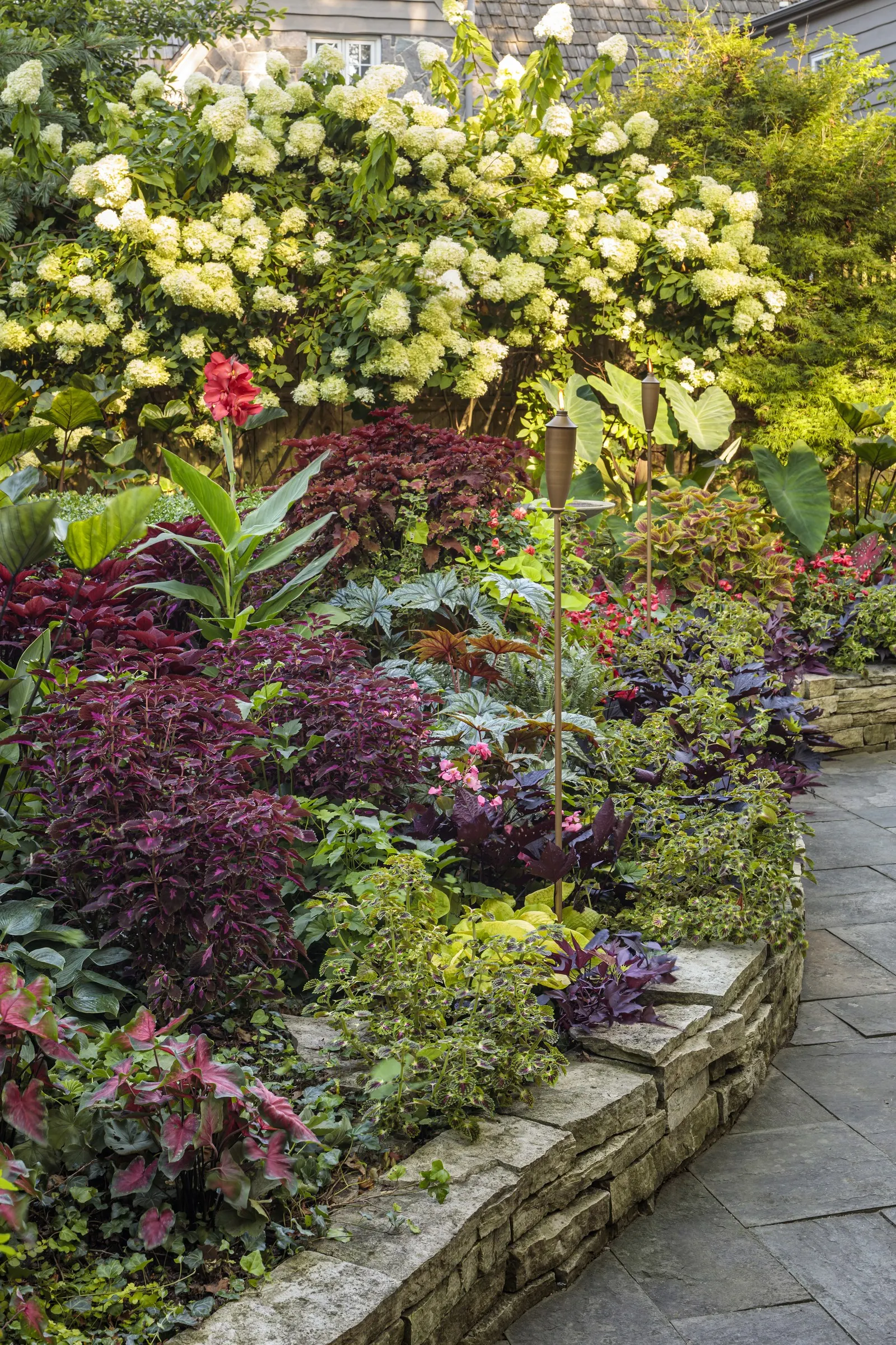 Red Hawk™ II Ornamental Sweet Potato Vine (Ipomoea) — valued for its trailing habit and dramatic burgundy-bronze leaves; though it is hardy in USDA, image 102