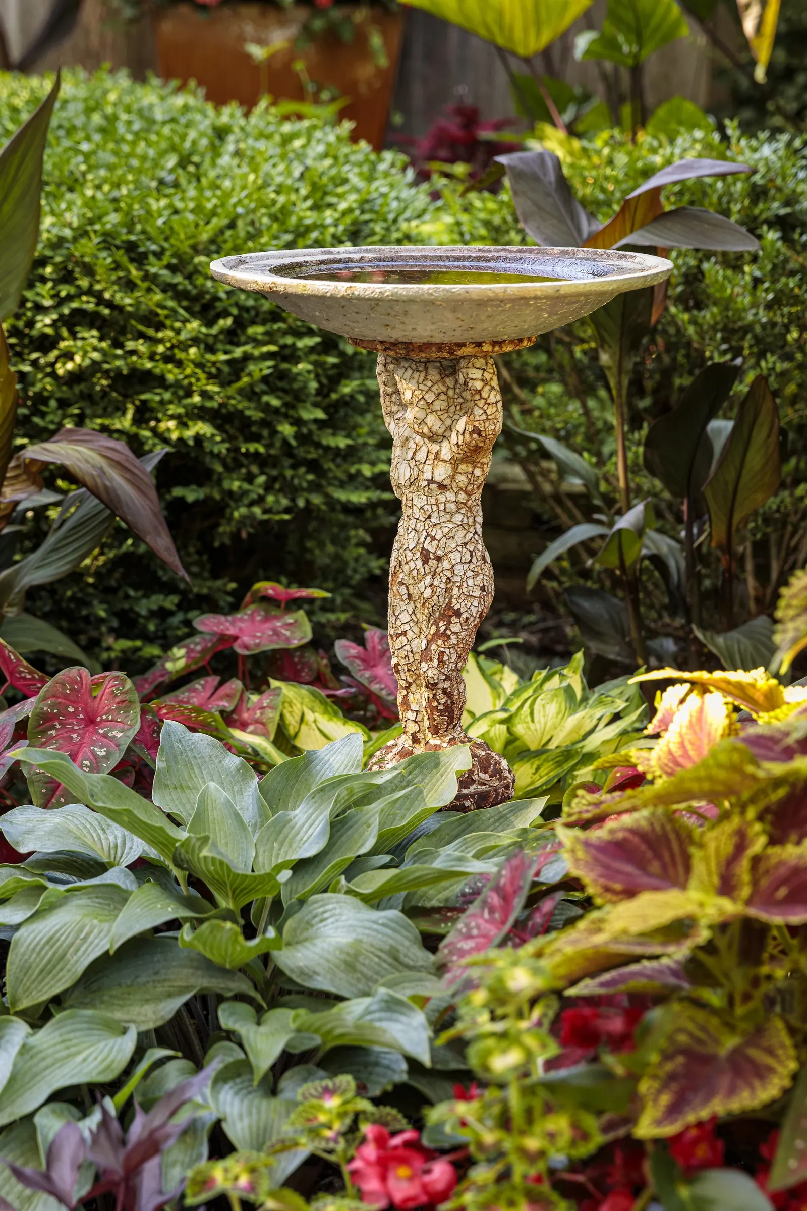 Red Hawk™ II Ornamental Sweet Potato Vine (Ipomoea) — Grow in part sun to full sun with well-drained soil, average water, and regular feeding in, image 98