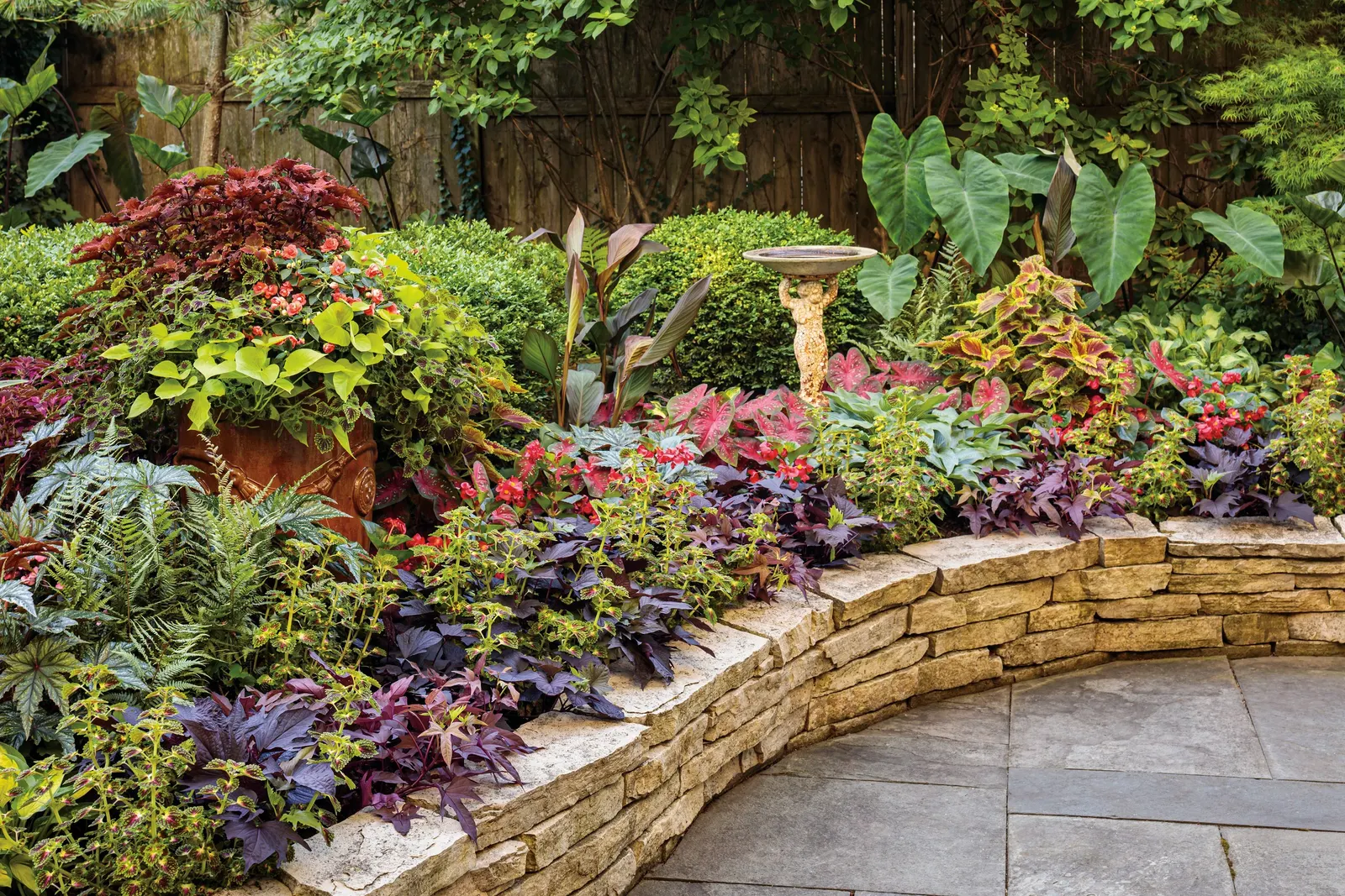 Lime Sweet Potato Vine (Ipomoea) — is a trailing ornamental annual prized for its luminous lime-chartreuse foliage and exuberant garden presence, image 65