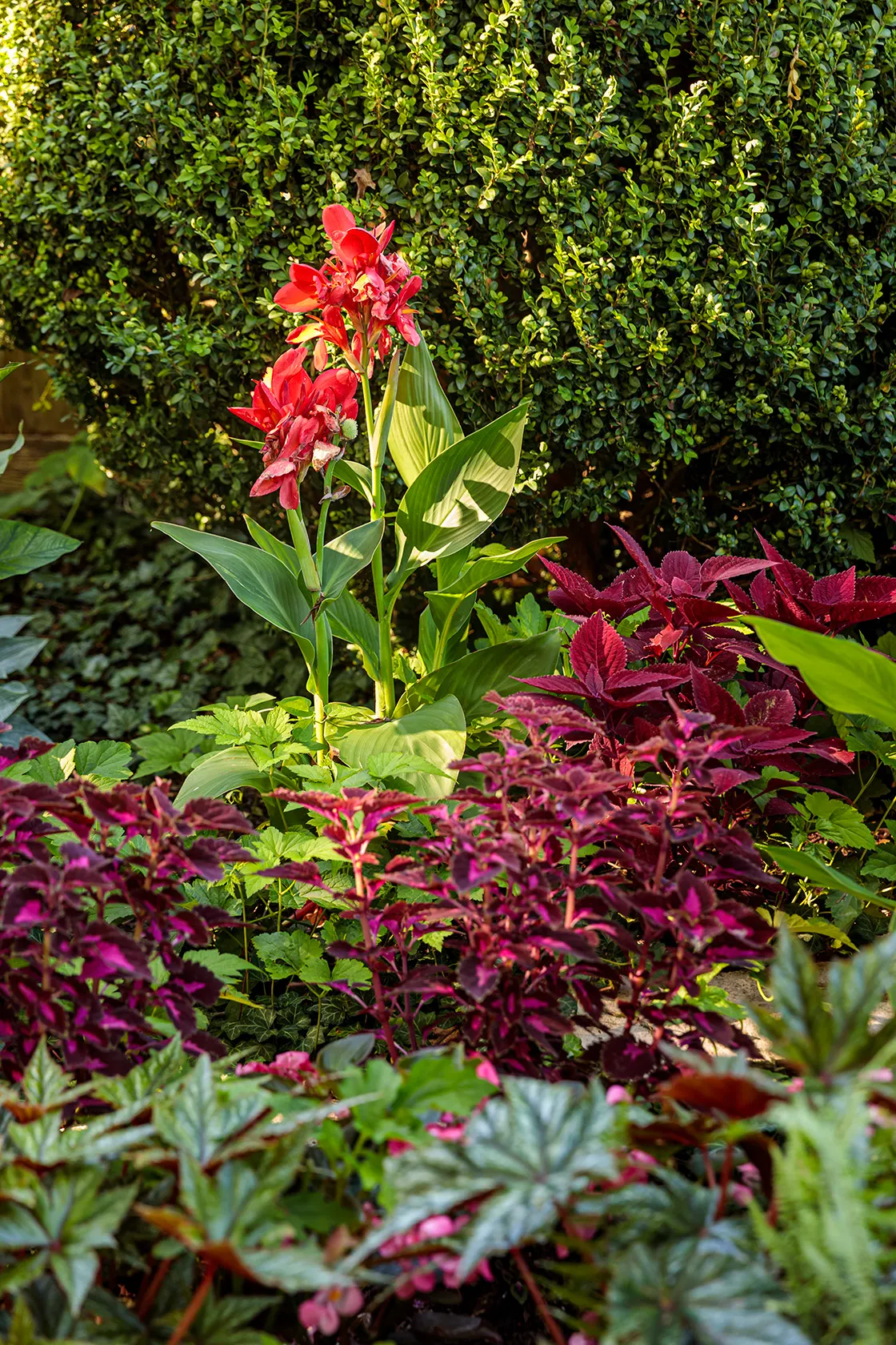 Strawberry Drop Coleus (Coleus scutellarioides) — Place in bright areas and add humidity using pebble trays or spray bottles 5; rules of Thumb for, image 119