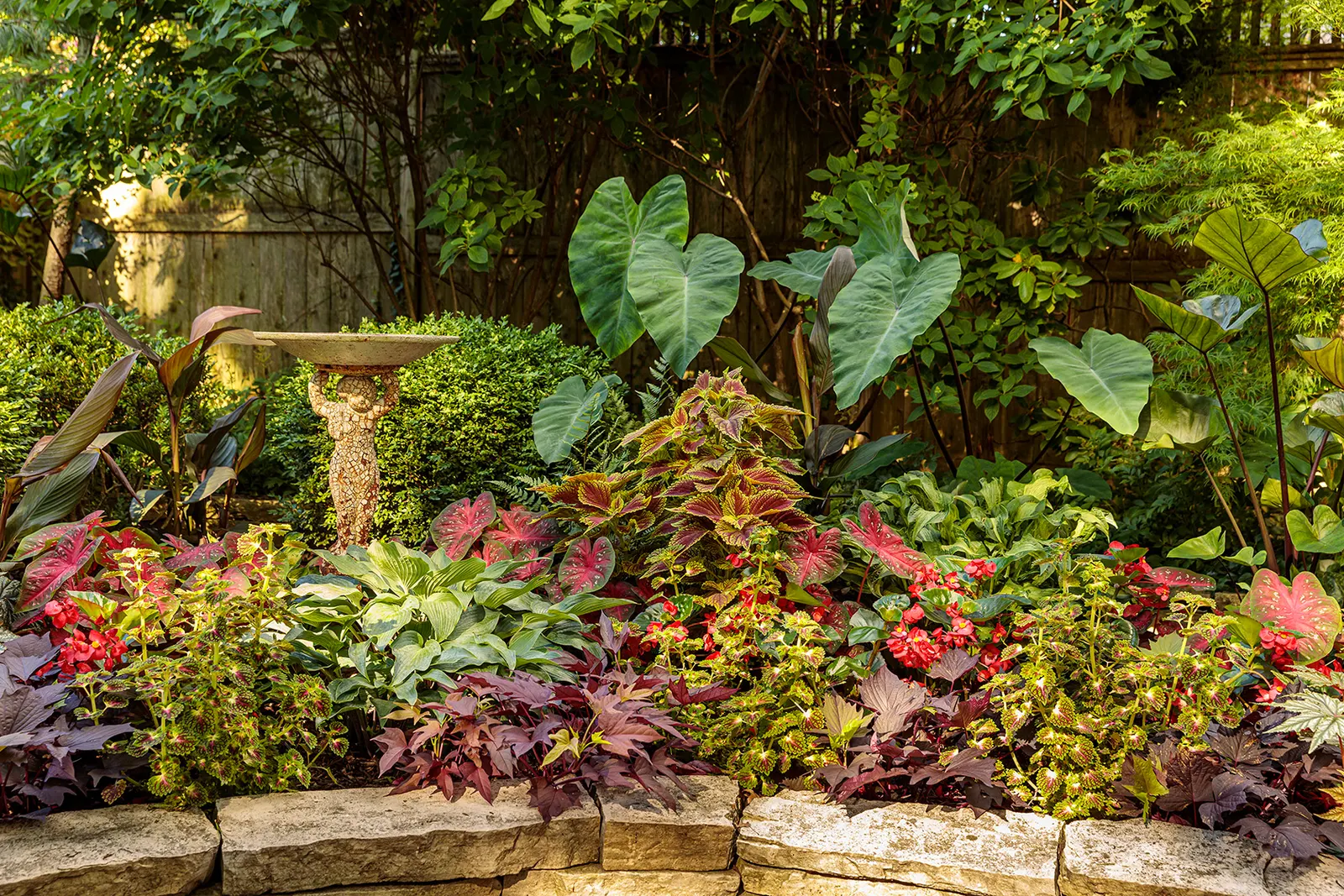 Fast Flash™ Sun or Shade Caladium (Caladium hortulanum) — Keep temperatures above 65°F for best growth