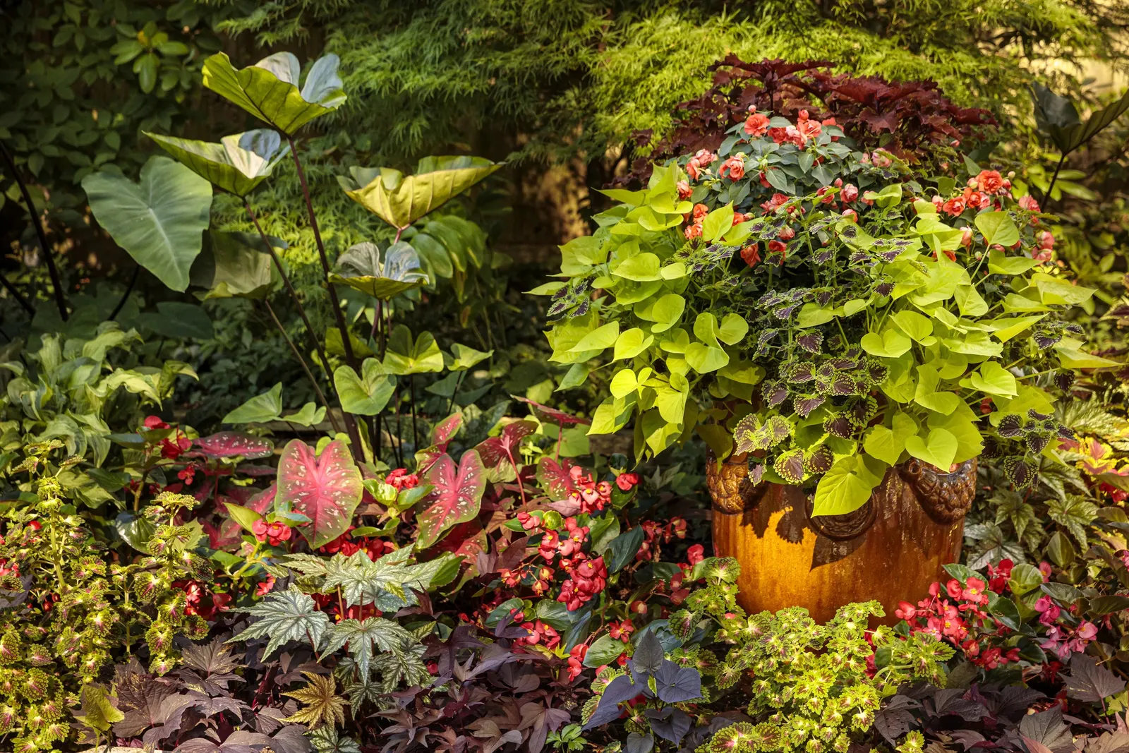 Caribbean Coral Shade Caladium (Caladium hortulanum) — it may return if kept dry through winter; from the Proven Winners® Heart to Heart® collection