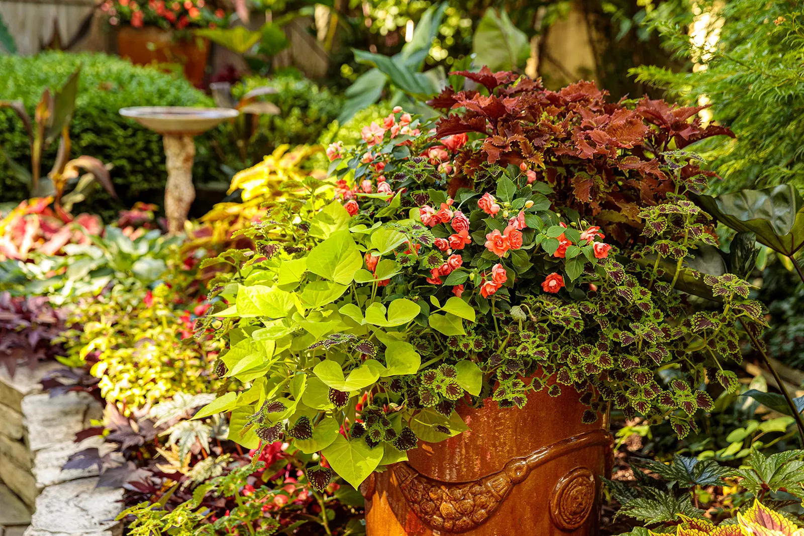 Strawberry Drop Coleus (Coleus scutellarioides) — Choose only healthy plants 2, image 116