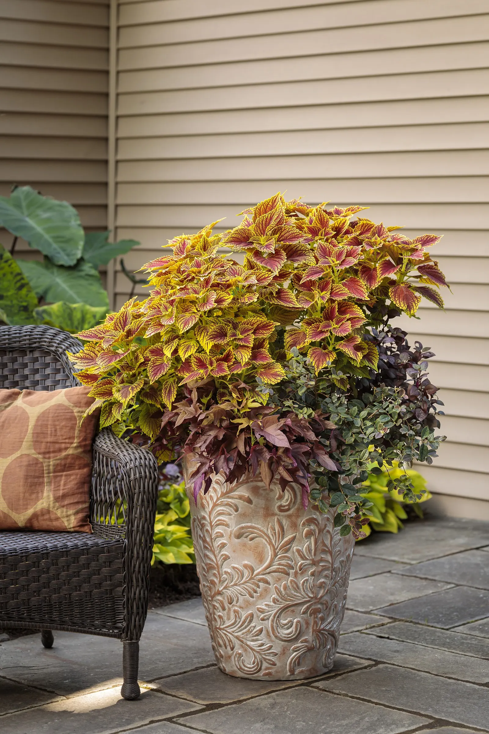Red Hawk™ II Ornamental Sweet Potato Vine (Ipomoea) — weaving through mass plantings or edging pathways with bold foliage texture