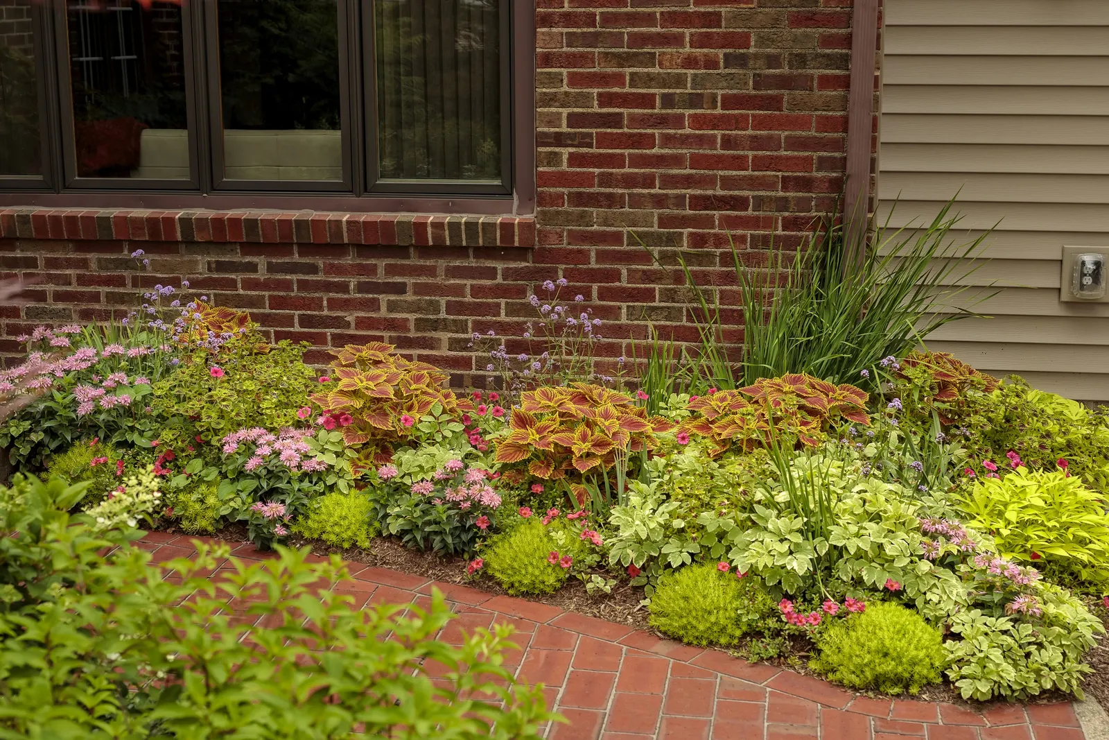 Sweet Caroline Light Green Sweet Potato Vine (Ipomoea batatas) — Also always be careful when eating any ornamental sweet potato vine unless you, image 62