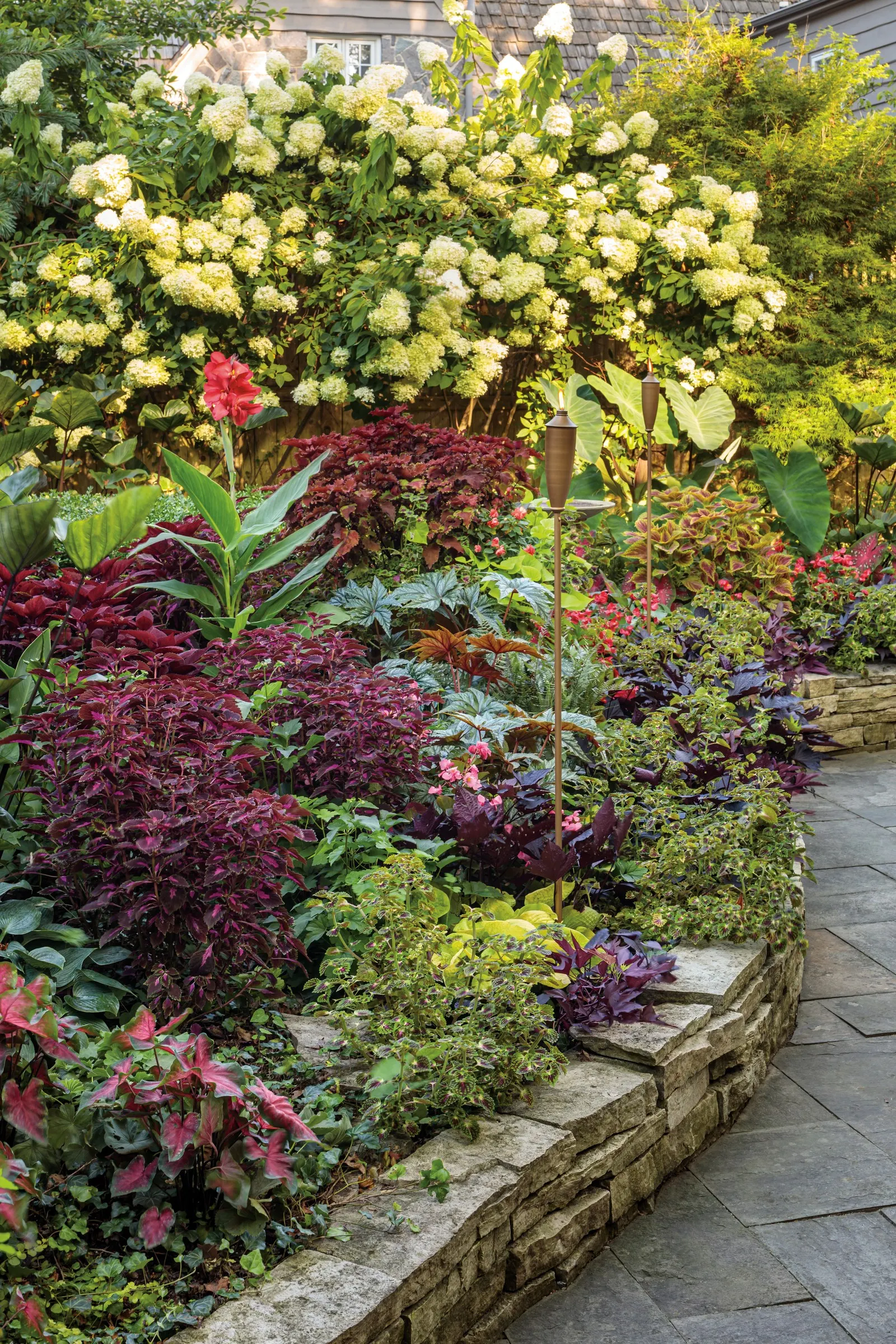 Strawberry Drop Coleus (Coleus scutellarioides) — Proven Winners - ColorBlaze® Strawberry Drop - Coleus scutellarioides plant details, information and resources