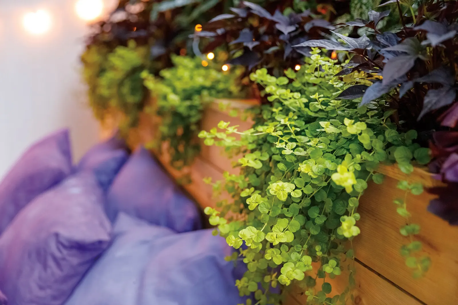 North Pole® Arborvitae (Thuja occidentalis) — The Thuja occidentalis North Pole® is a narrow