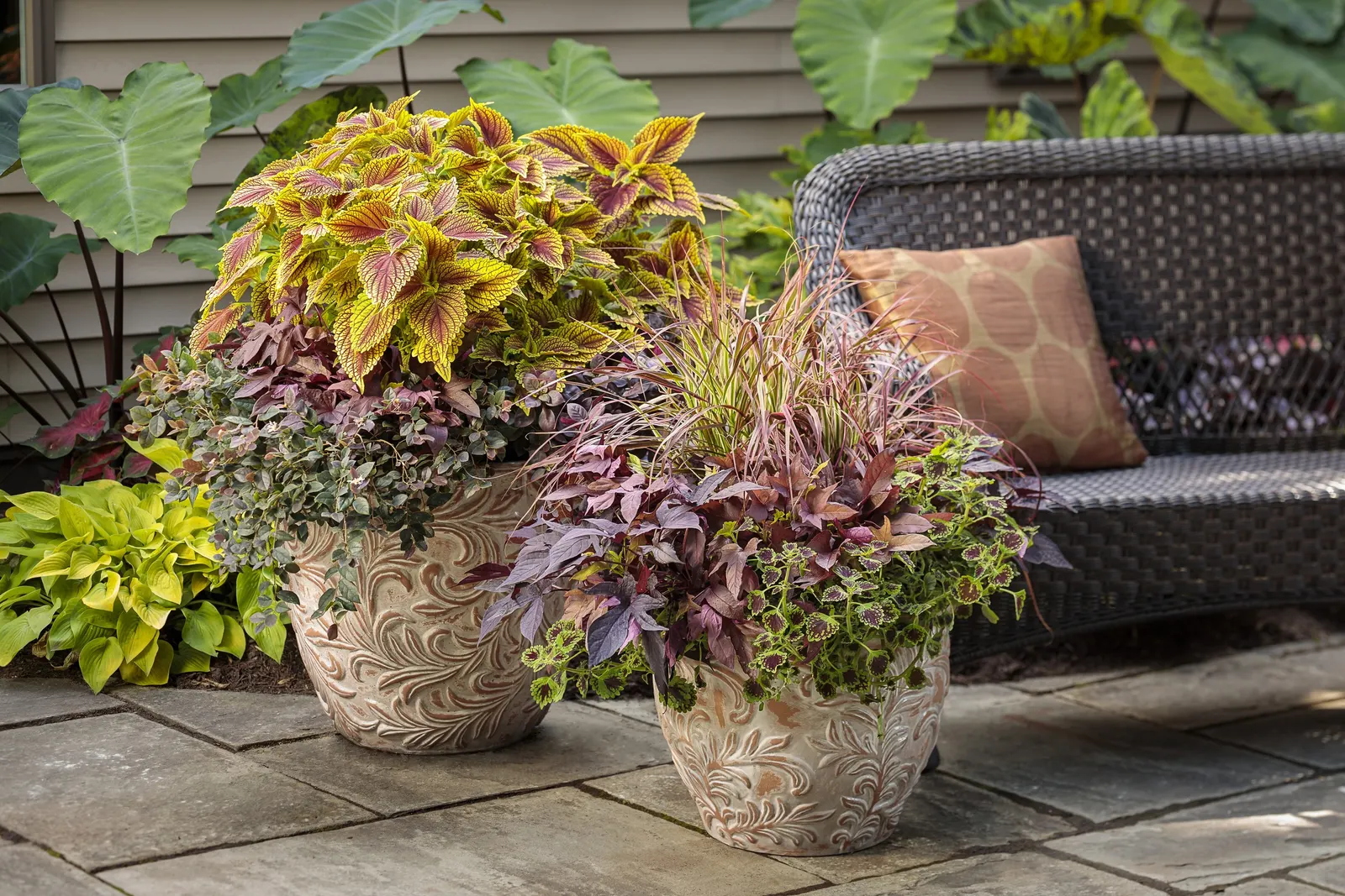 Fireworks Variegated Red Fountain Grass (Pennisetum setaceum) — Their major growth and flowering happens when the weather is hot; cut back warm, image 71