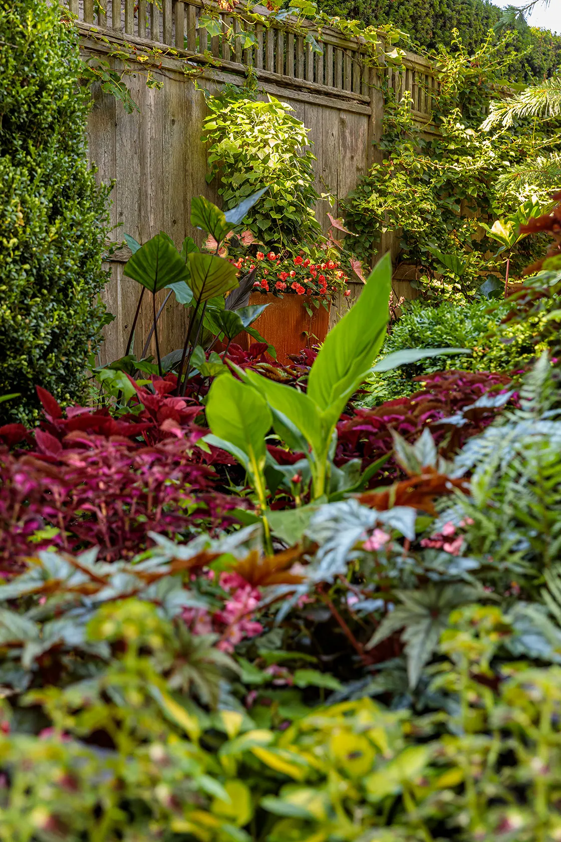 Jet Black™ Sweet Potato Vine (Ipomoea batatas) — and is most often grown as a warm-season annual elsewhere; it brings a sophisticated, image 109