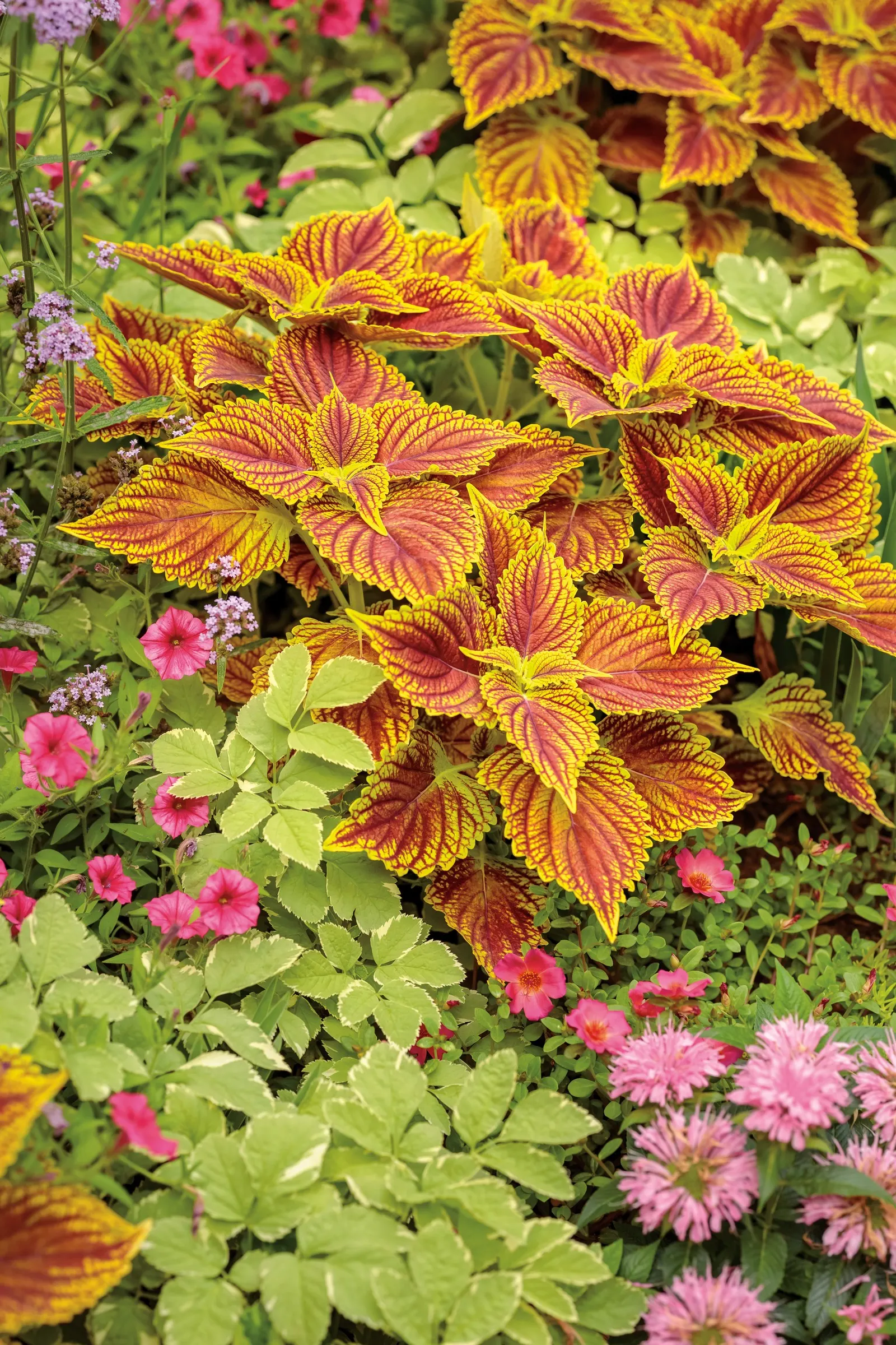 Paradise Petunia — fruit-punch glow that reads beautifully from a distance; creating the kind of saturated