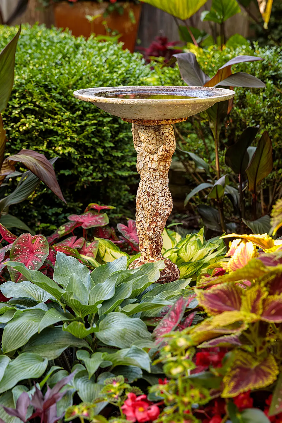 Golden Dreams™ Coleus (Coleus scutellarioides) — It grows upright to 24-40 inches tall and 18-36 inches wide; though generally grown as an annual, image 139