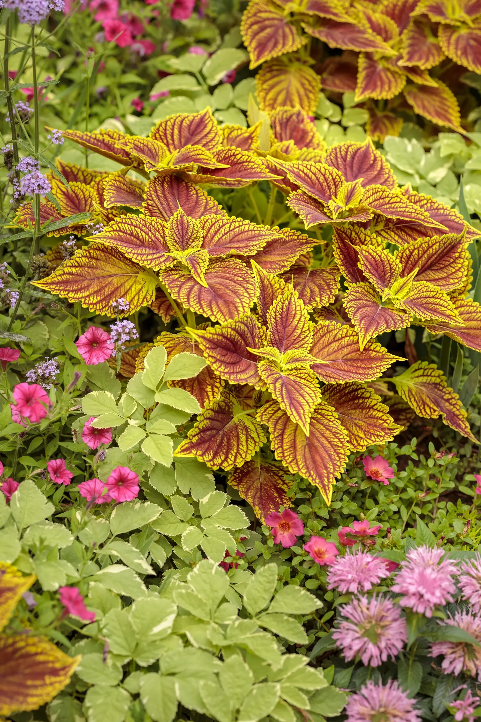Strawberry Drop Coleus (Coleus scutellarioides) — Rules of Thumb for Overwintering Plants Indoors: 1; be careful not to over water 6 When active, image 49