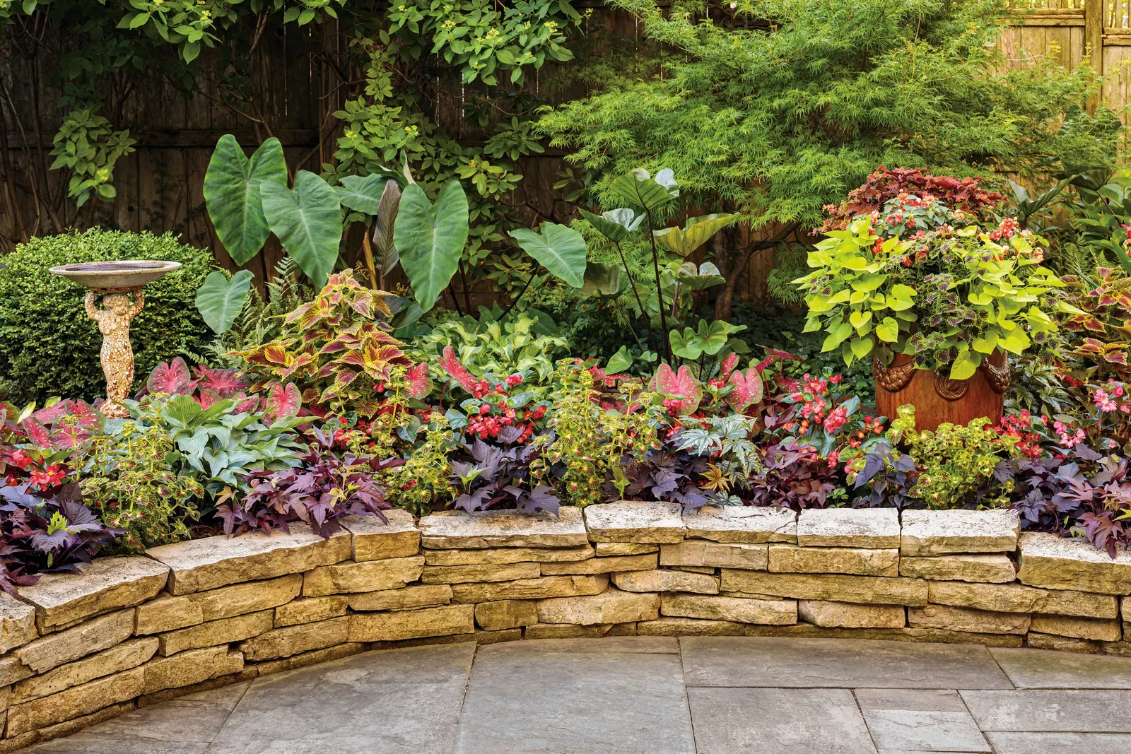 Strawberry Drop Coleus (Coleus scutellarioides) — Treat for disease and insects before bringing plants indoors 4; place in bright areas and add, image 41