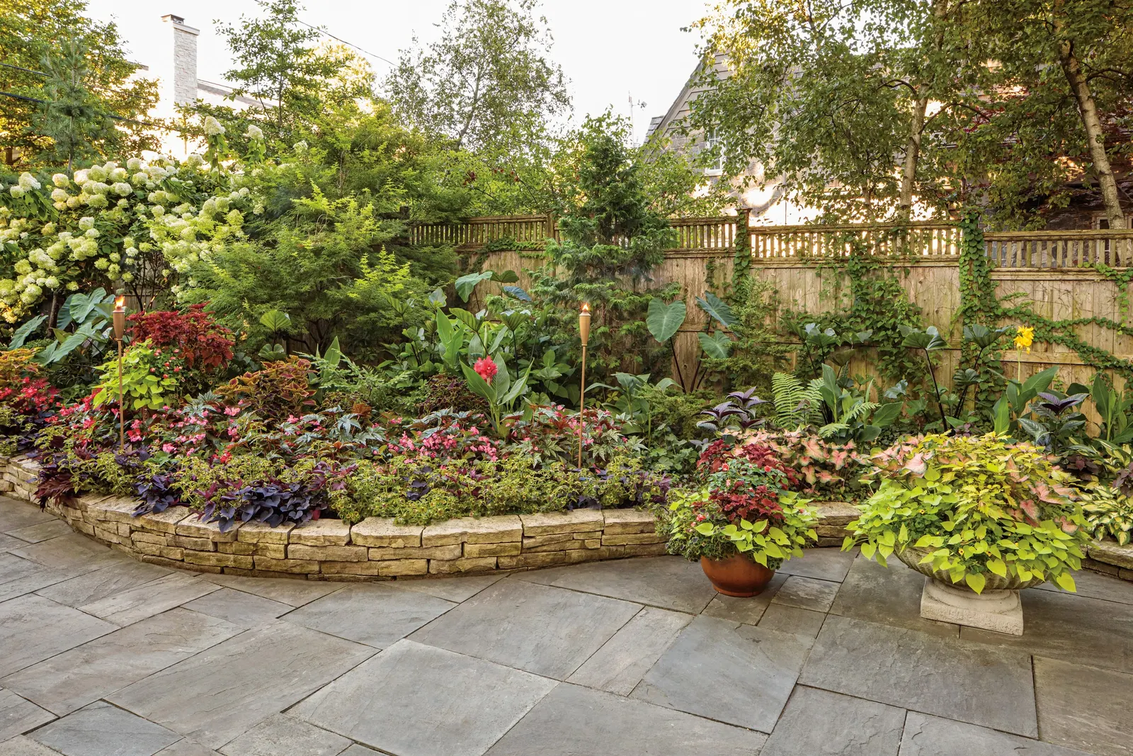 Red Hawk™ II Ornamental Sweet Potato Vine (Ipomoea) — It is grown as an annual in most climates
