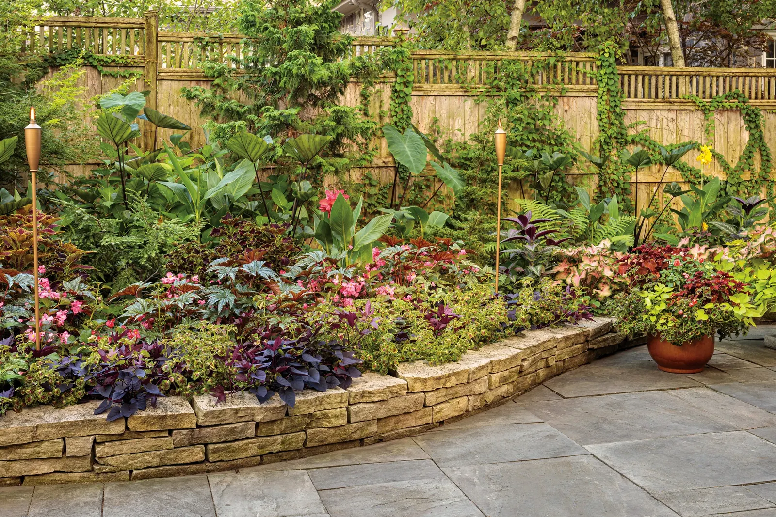 Rediculous® Coleus (Coleus scutellarioides) — red flowers in the garden; or soft flowering companions, image 93