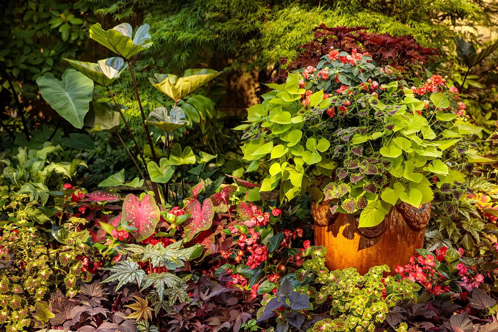 Jet Black™ Sweet Potato Vine (Ipomoea batatas) — If stems begin to outpace neighboring plants; it is easy to maintain and does not require, image 115