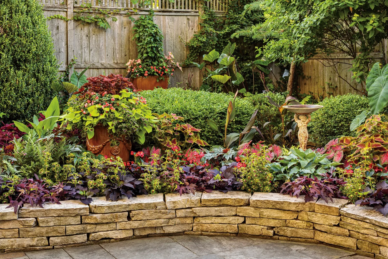 Wicked Hot® Coleus (Coleus scutellarioides) — commonly referred to as Wicked Hot® Coleus