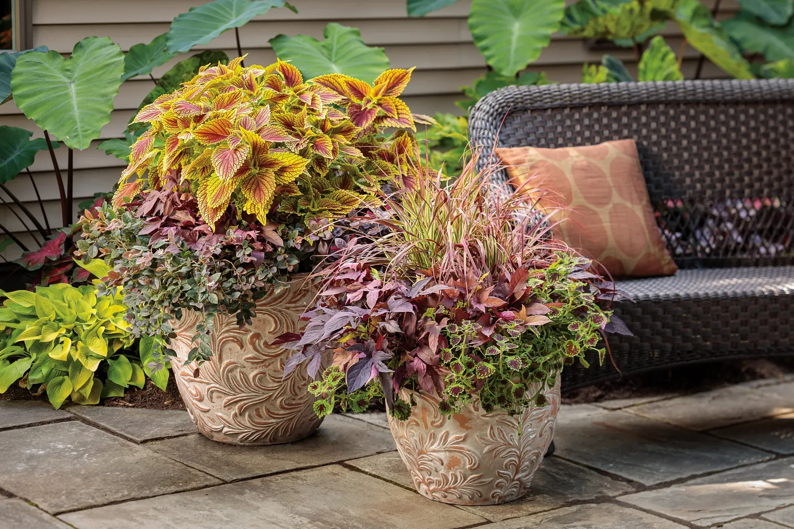 Raven™ II Ornamental Sweet Potato Vine (Ipomoea batatas) — Part of the Proven Winners® collection; it is equally effective as a seasonal, image 89