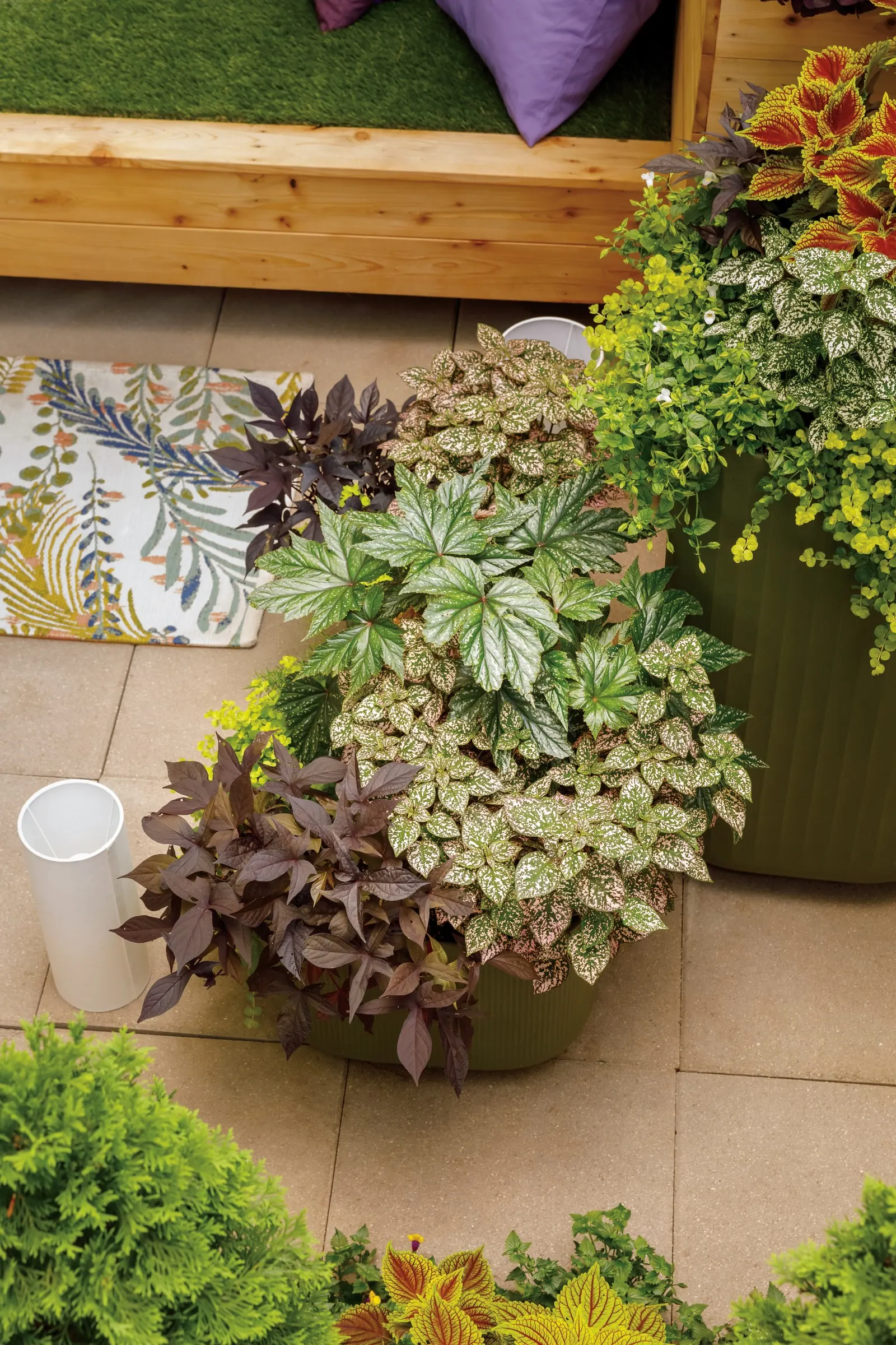 White Polka Dot Plant (Hypoestes phyllostachya) — It is grown primarily for foliage rather than bloom