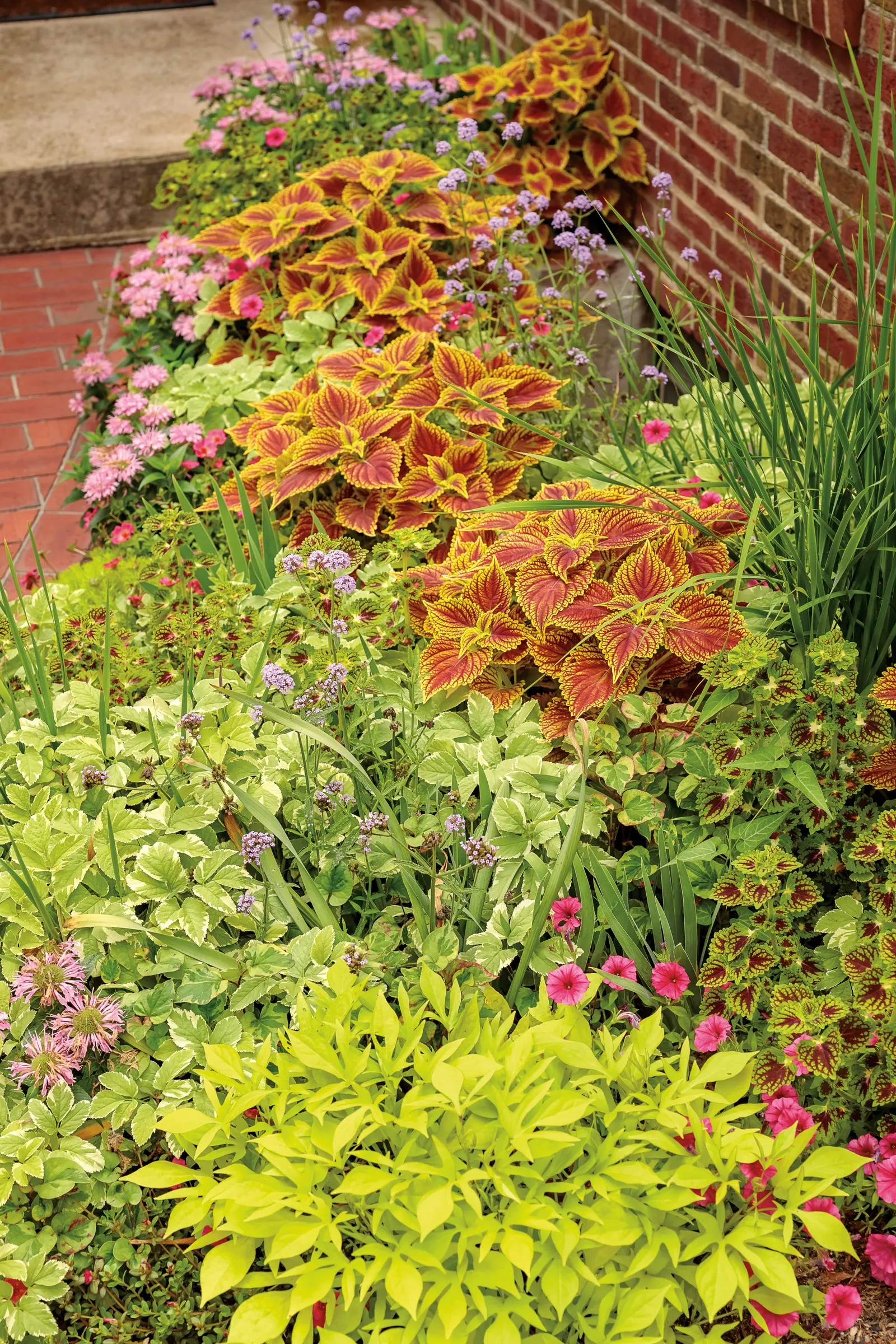 Golden Dreams™ Coleus (Coleus scutellarioides) — Though generally grown as an annual in most regions; high-impact display.<br><br>This coleus, image 86