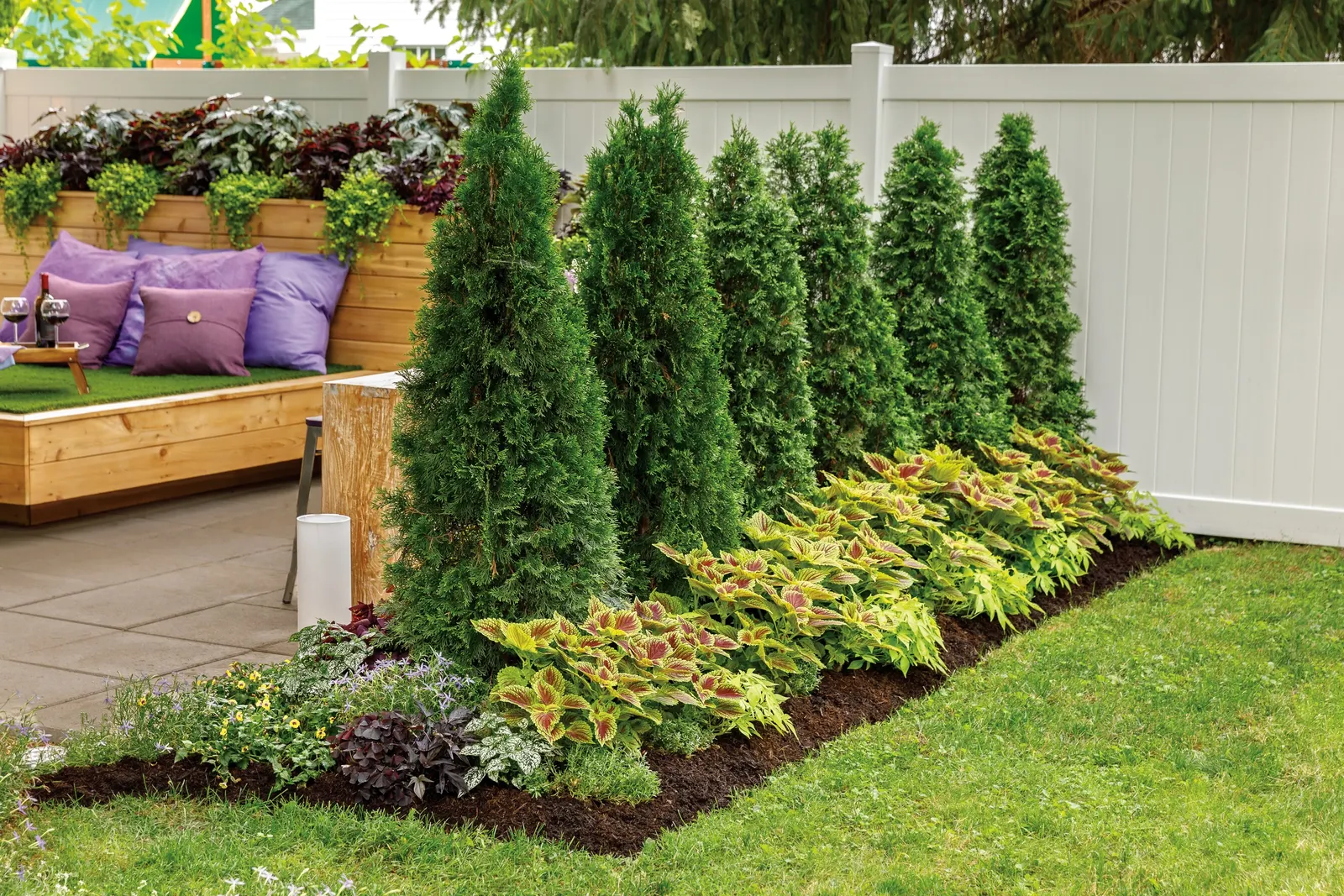 Goldilocks Creeping Jenny (Lysimachia nummularia) — Proven Winners - Goldilocks - Creeping Jenny - Lysimachia nummularia none plant details; great combination