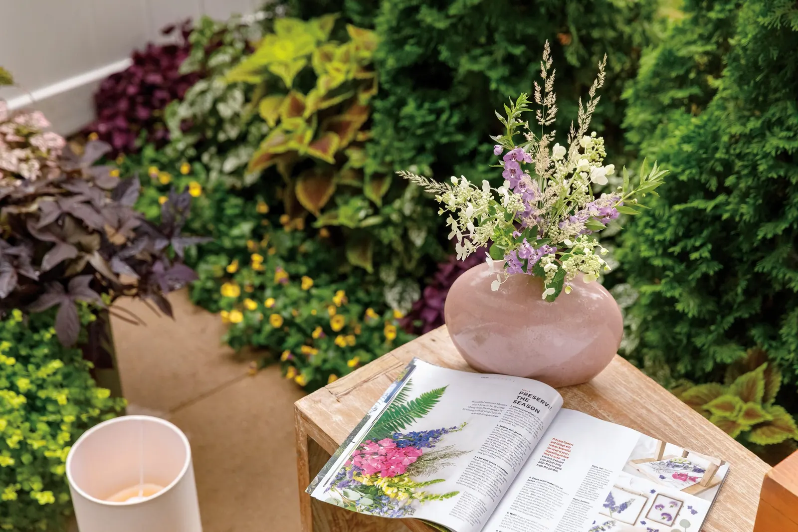 Fairytrail Bride® Cascade Hydrangea (Hydrangea x) — It matures to about 4 feet tall and wide, with stems that cascade elegantly from beds, walls, or containers